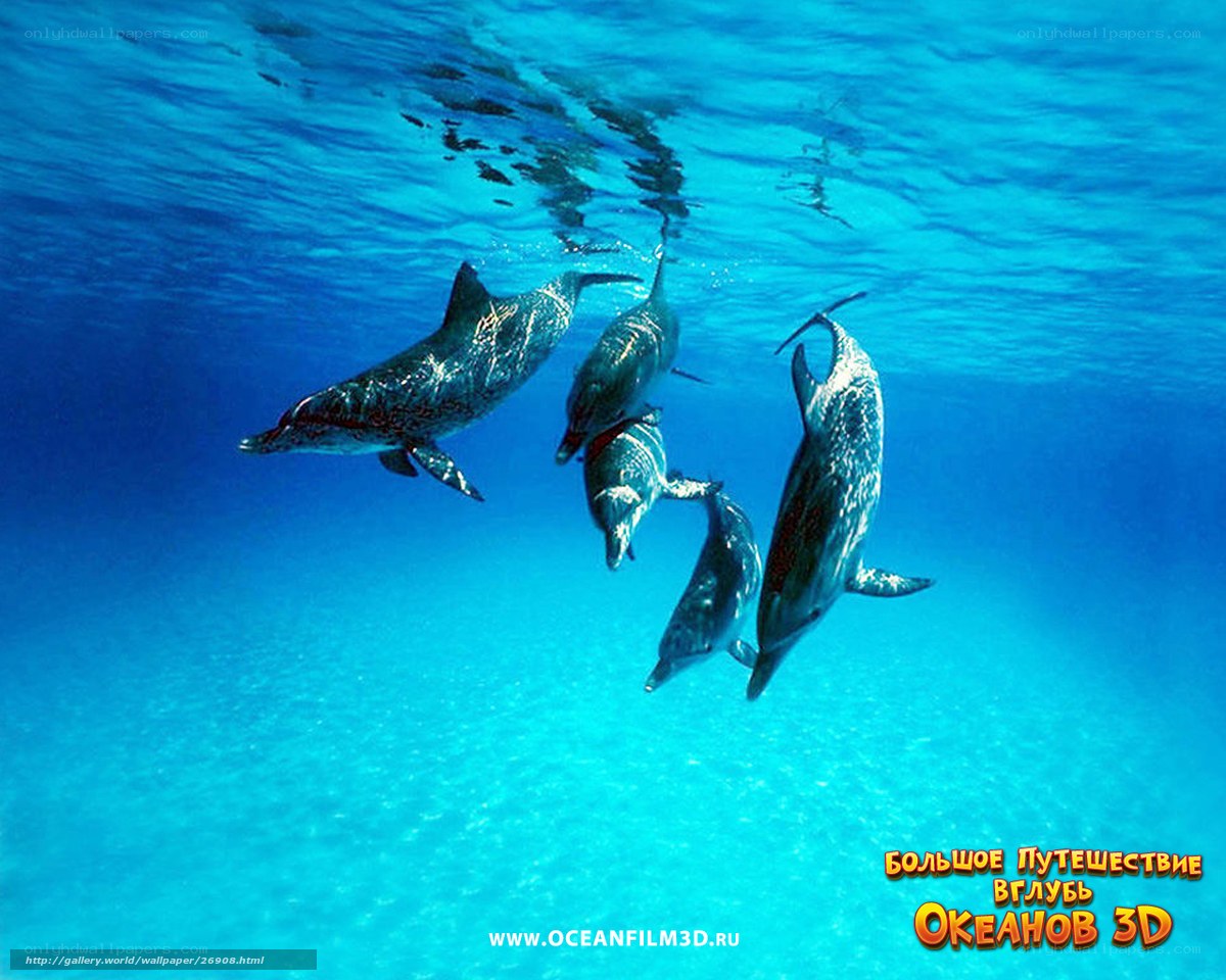 Dolphins swimming underwater
