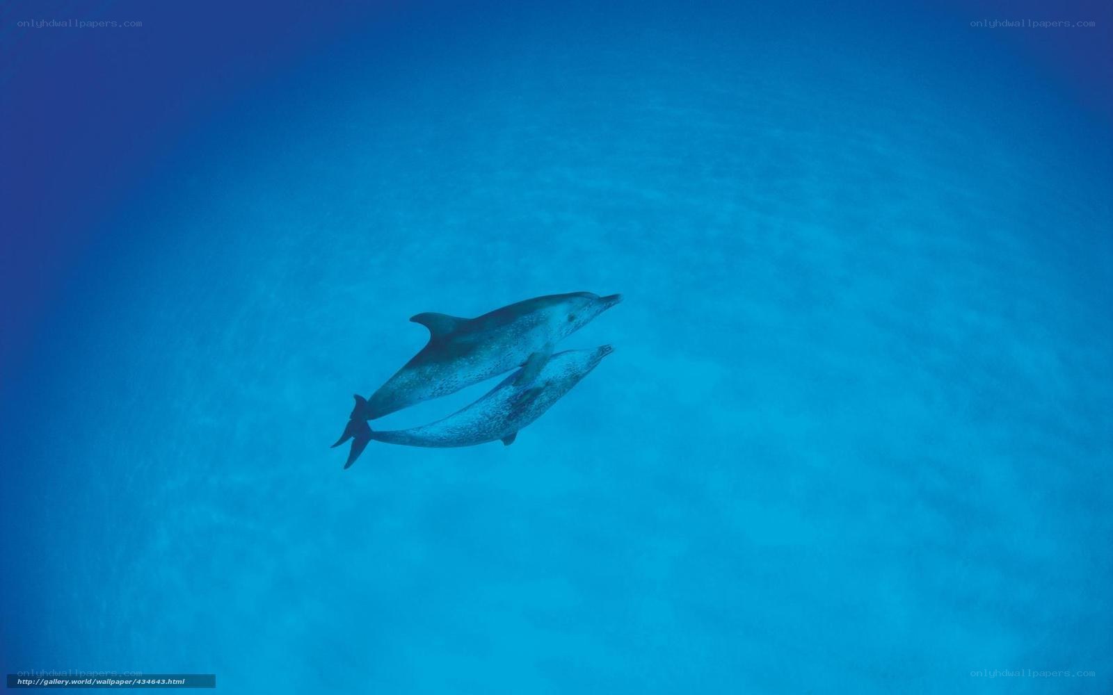 Dolphins swimming underwater