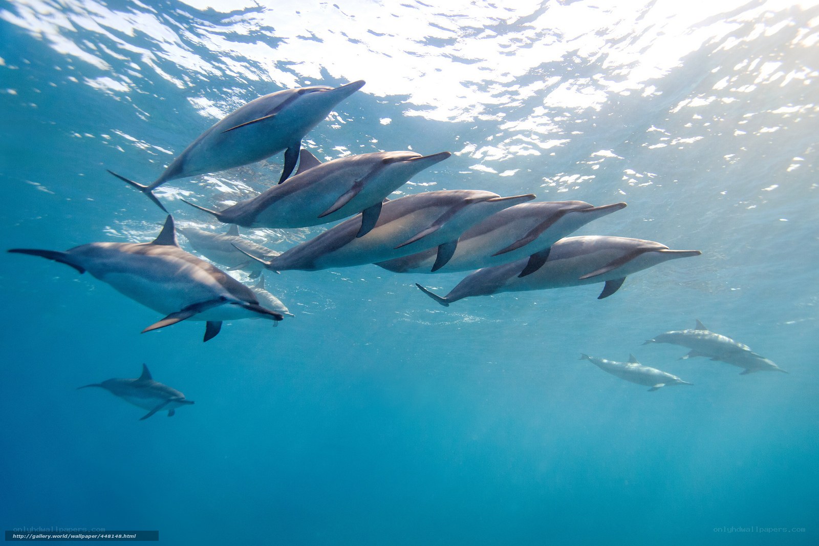 Dolphins swimming underwater