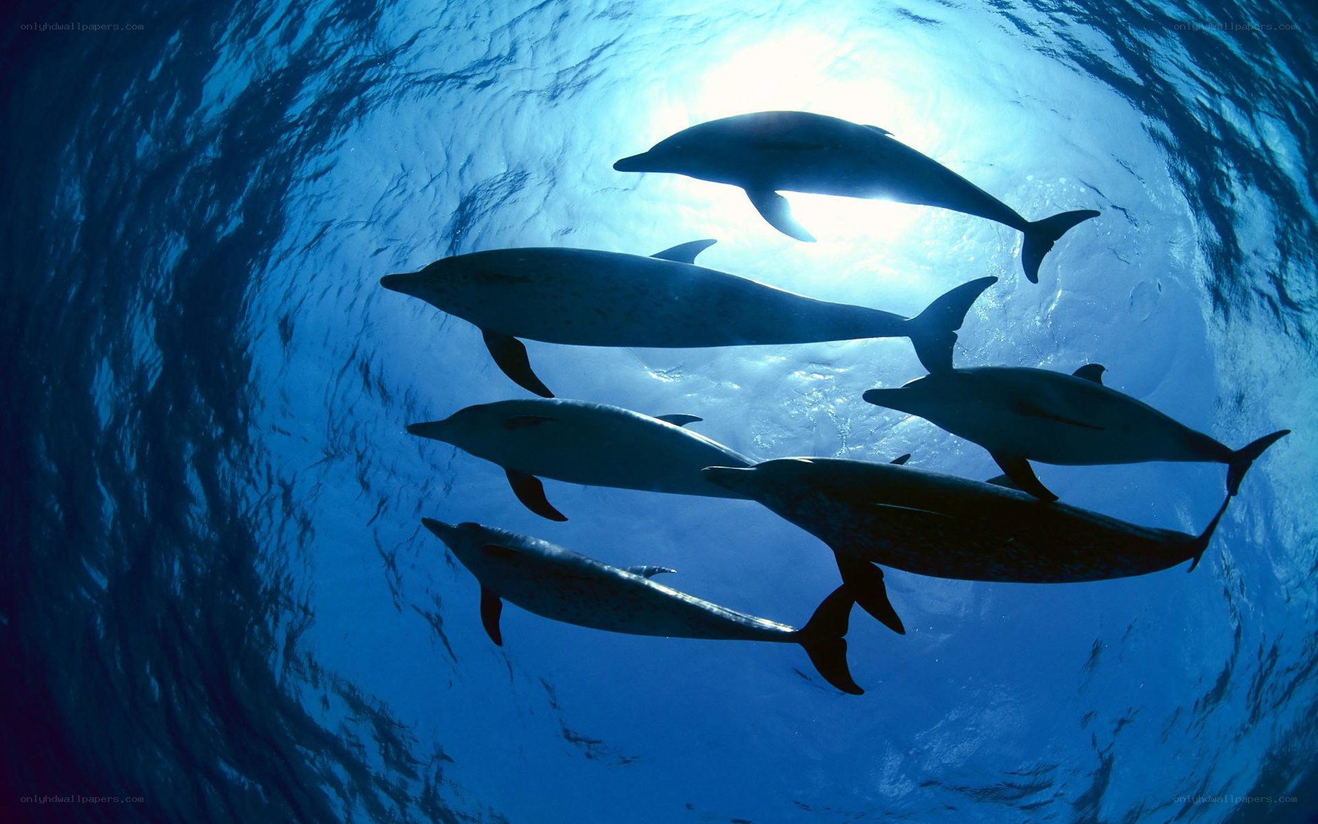 dolphins swimming underwater