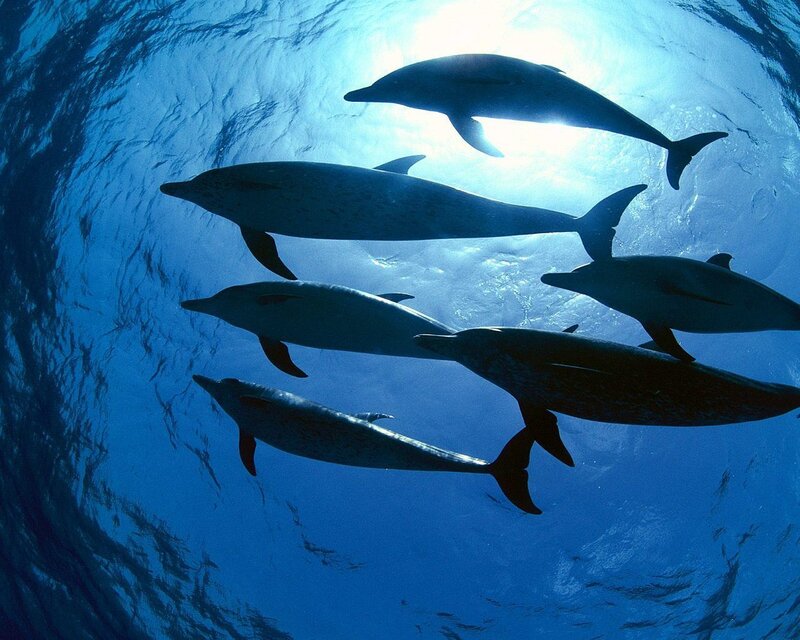 Dolphins swimming underwater