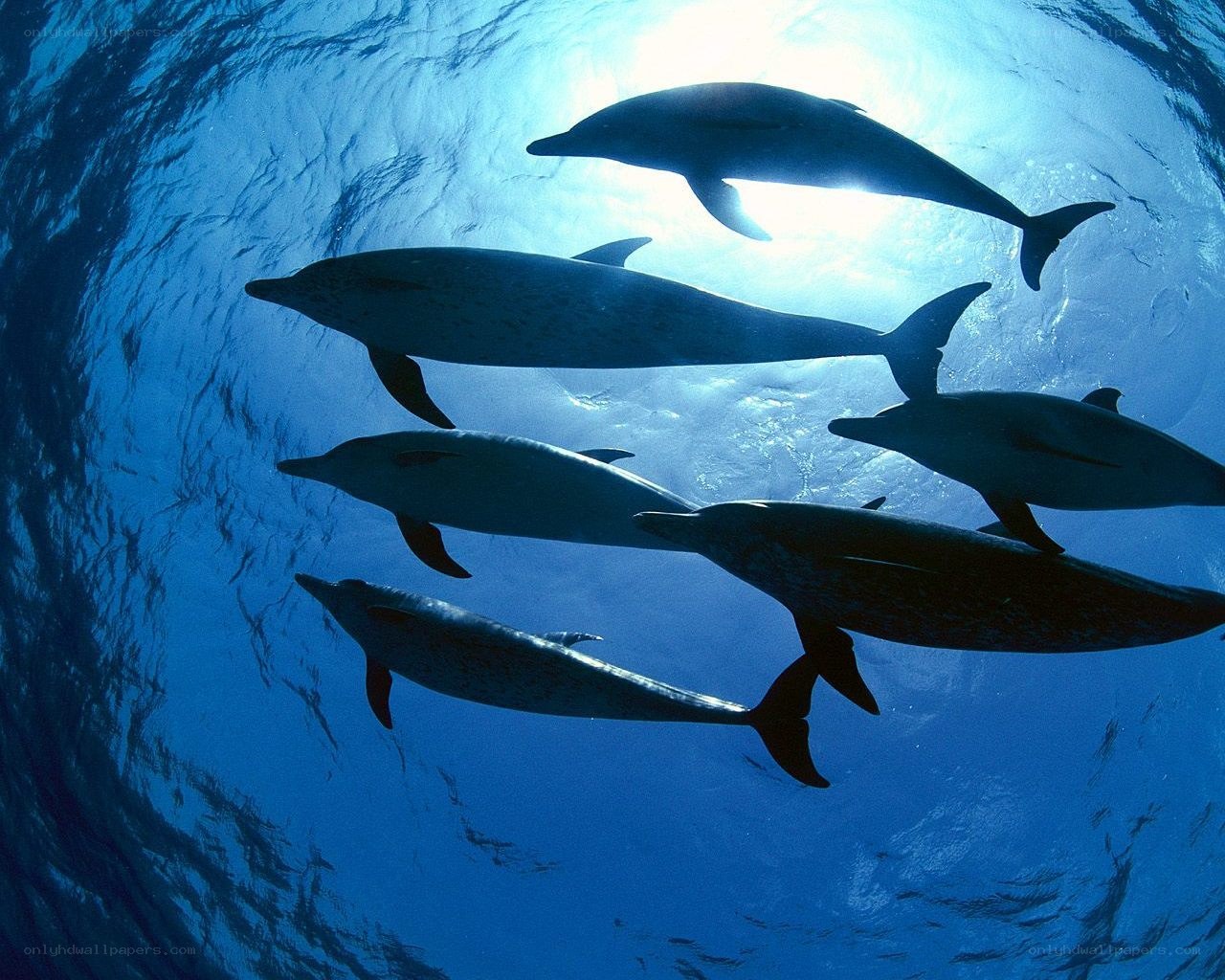 Dolphins swimming underwater