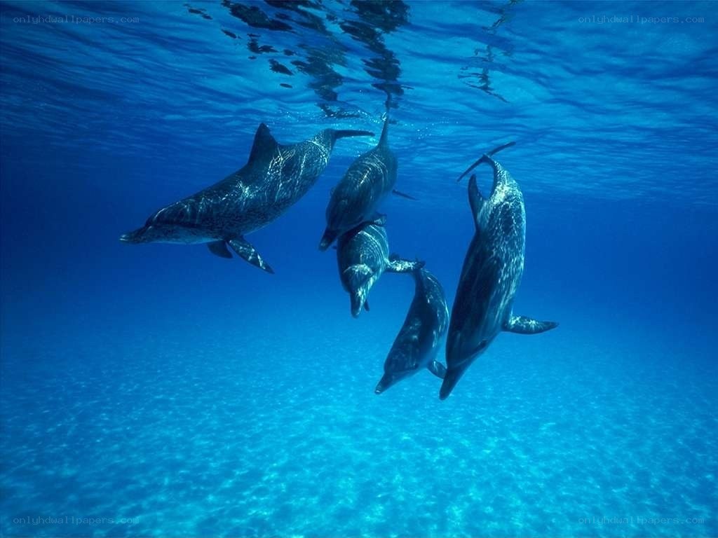 Dolphins swimming underwater
