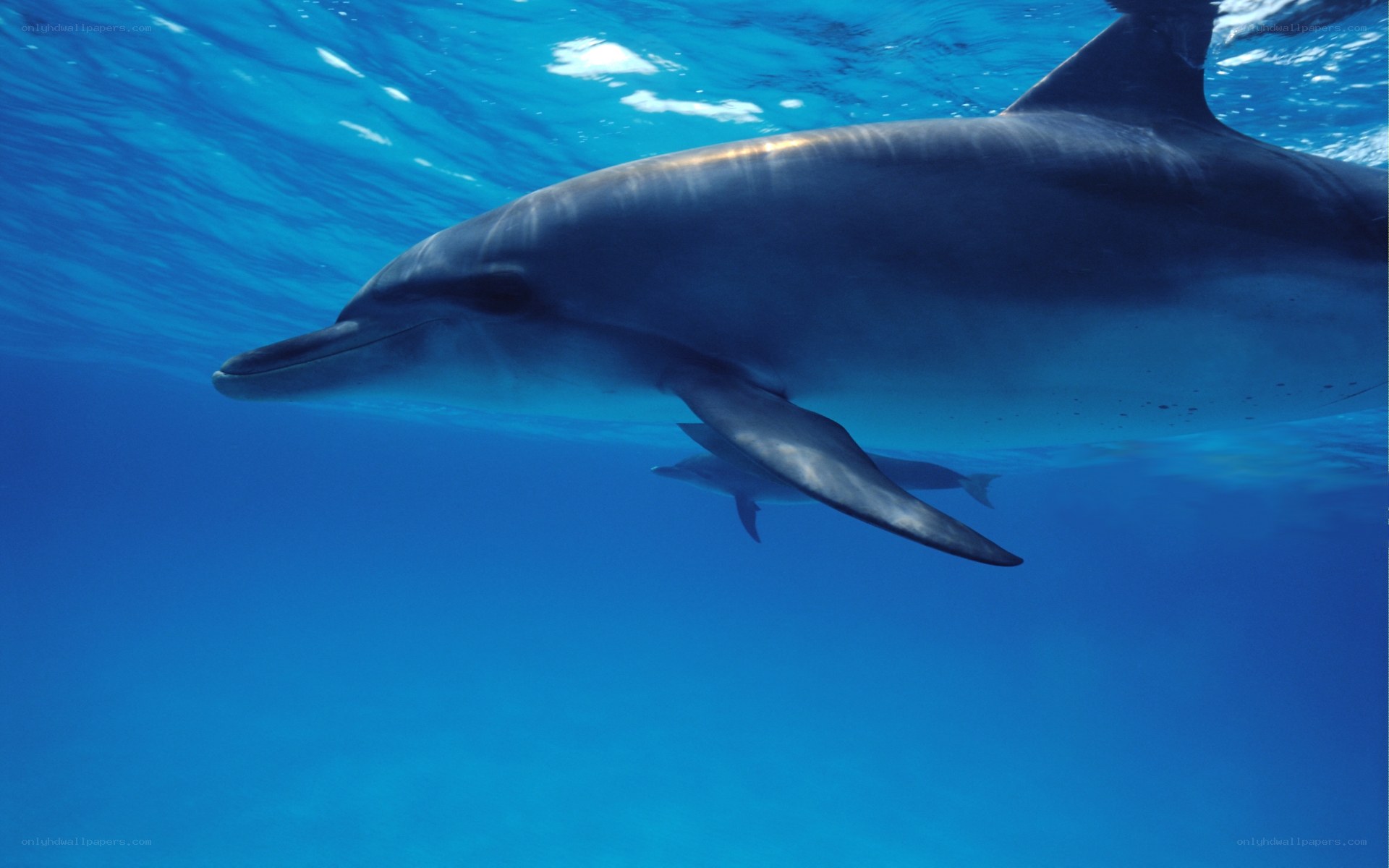 Dolphins swimming underwater