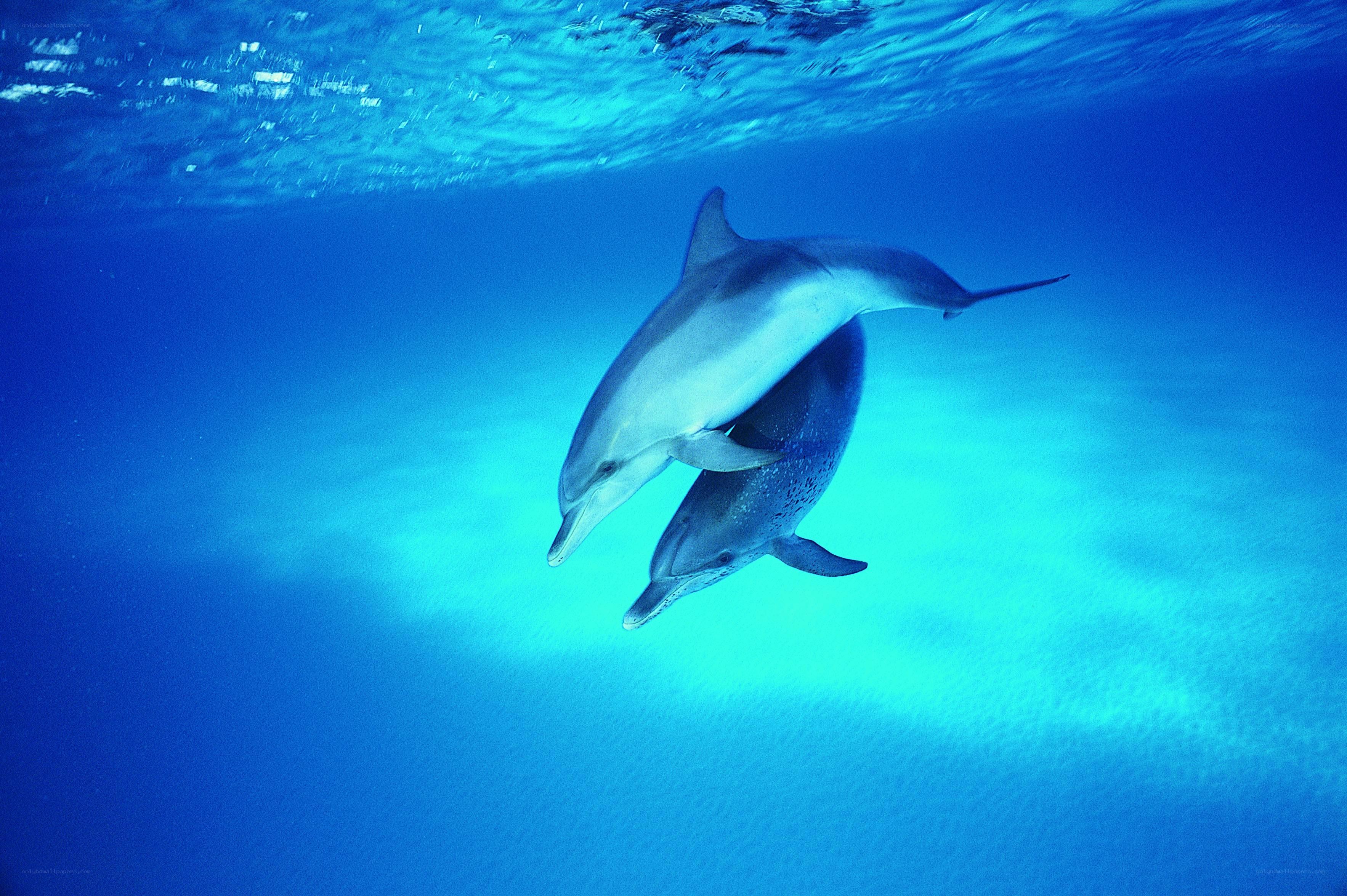 Dolphins swimming underwater