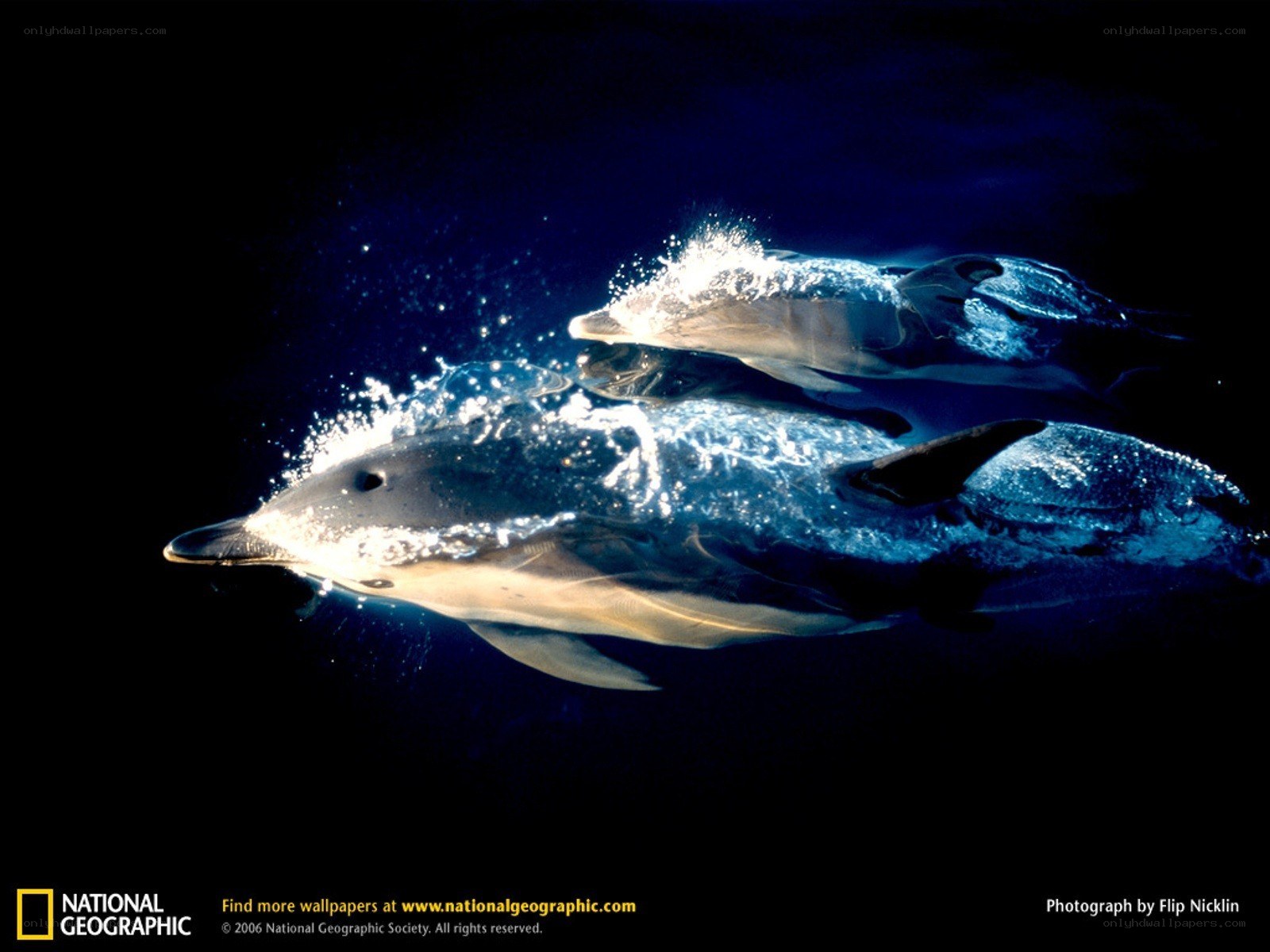 Dolphins swimming underwater