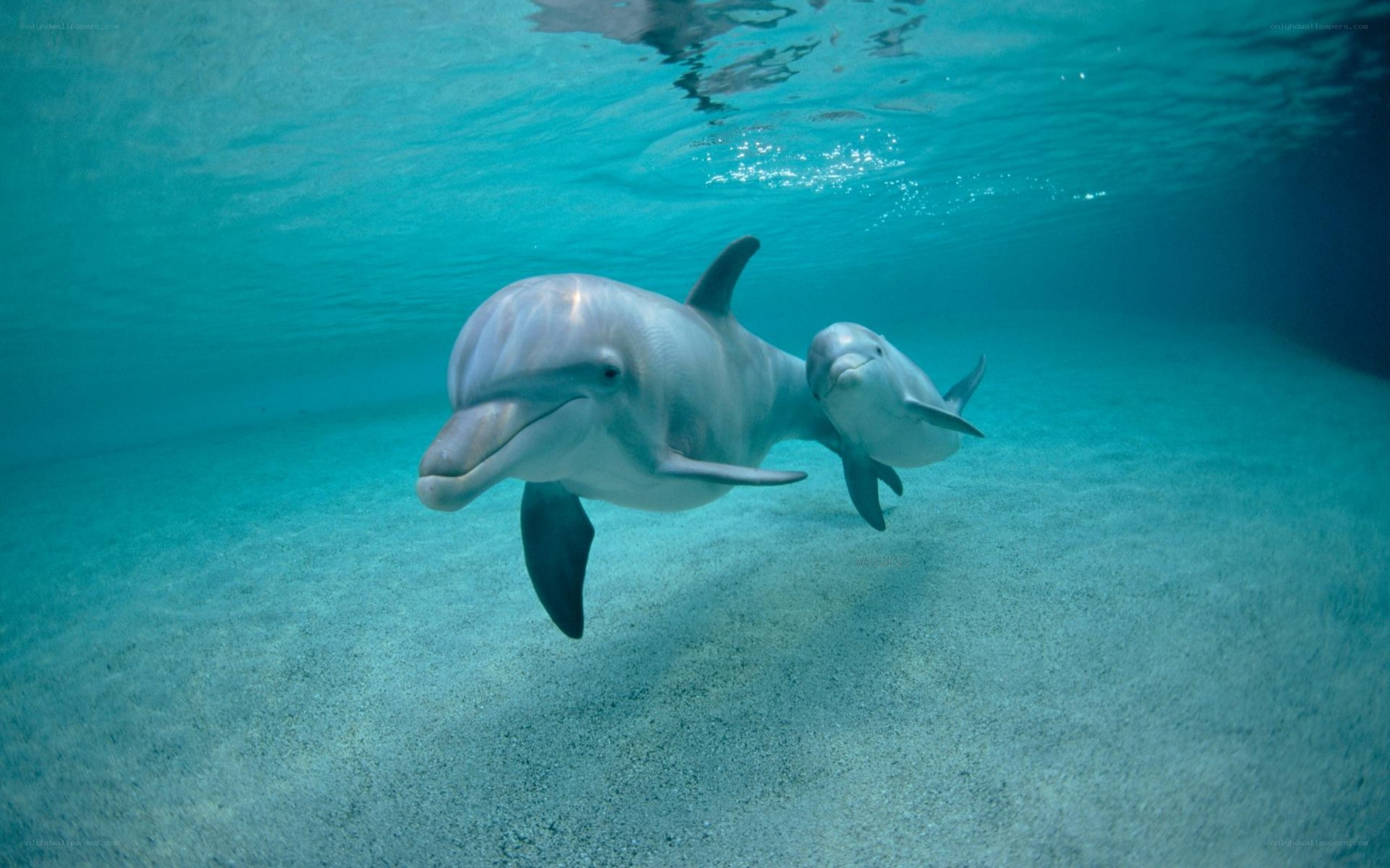 Dolphins swimming underwater