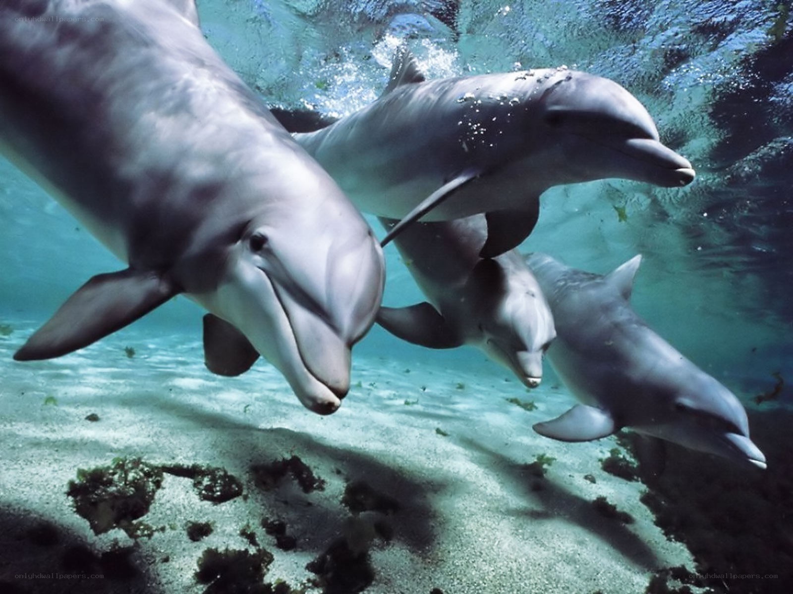 Dolphins swimming underwater