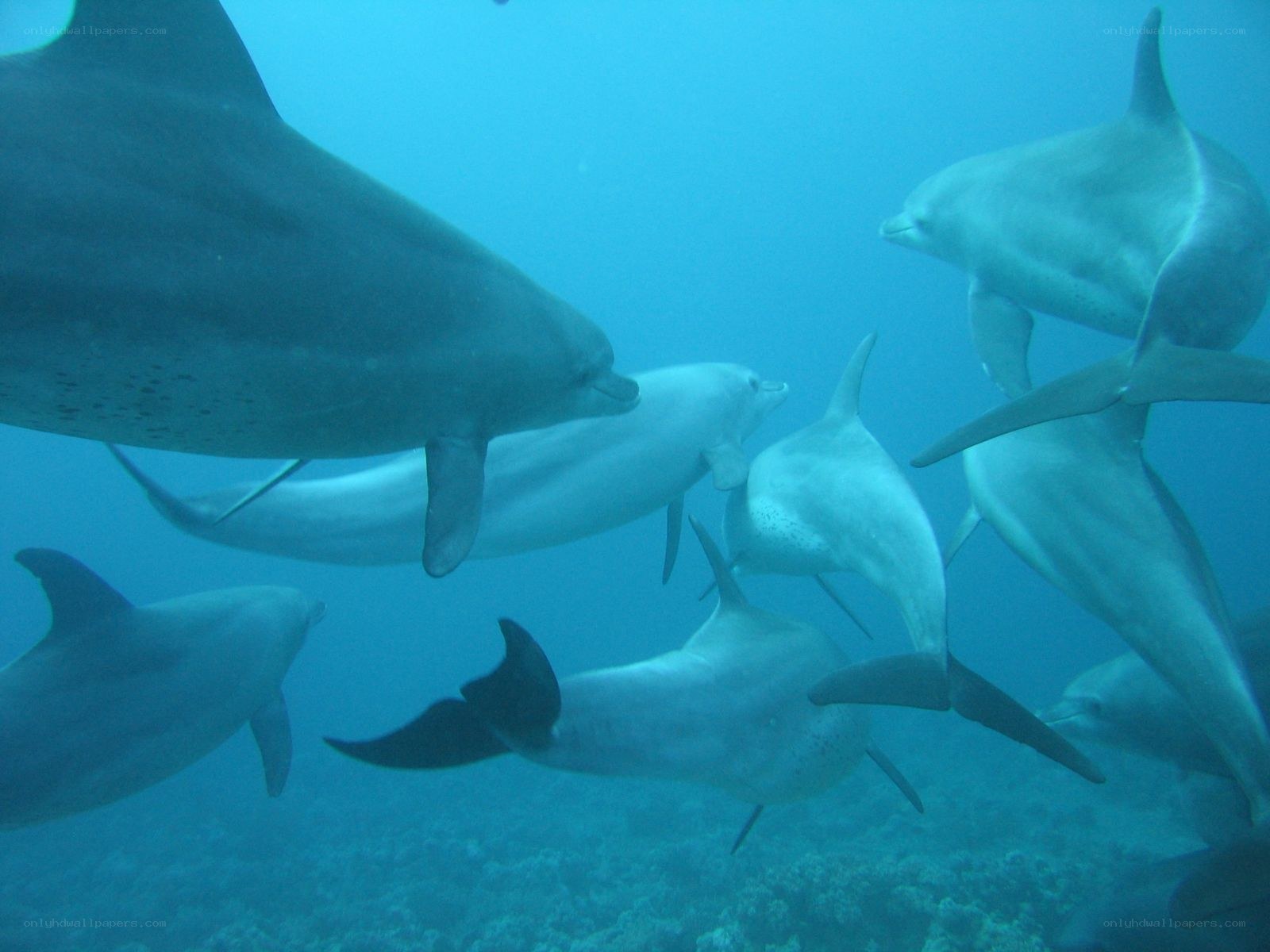dolphins swimming underwater