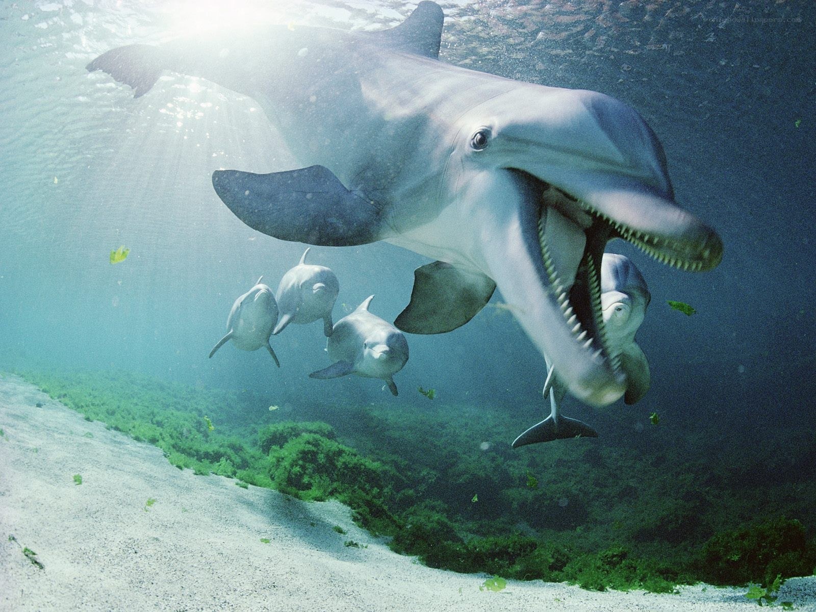 Dolphins swimming underwater