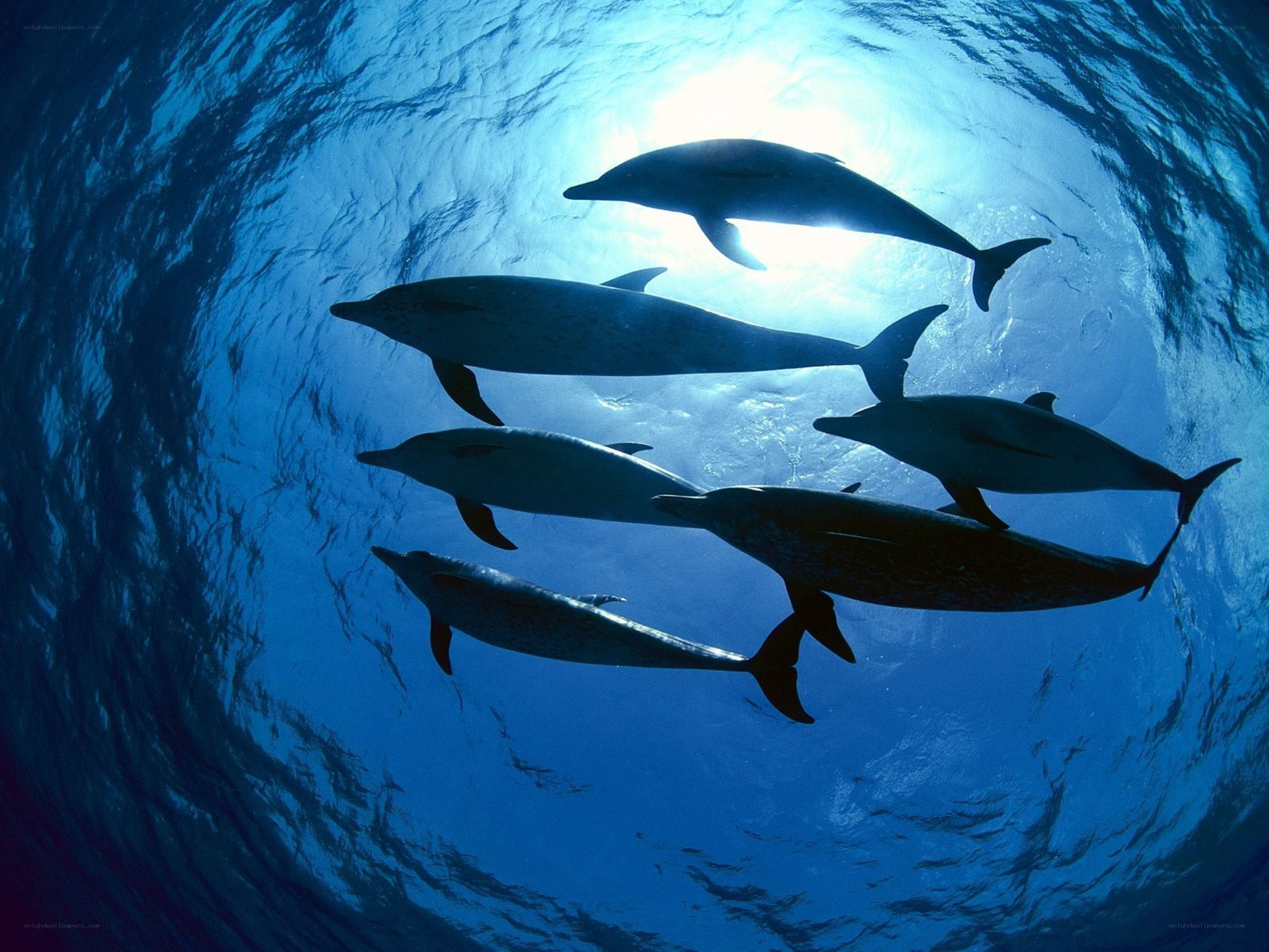 Dolphins swimming underwater