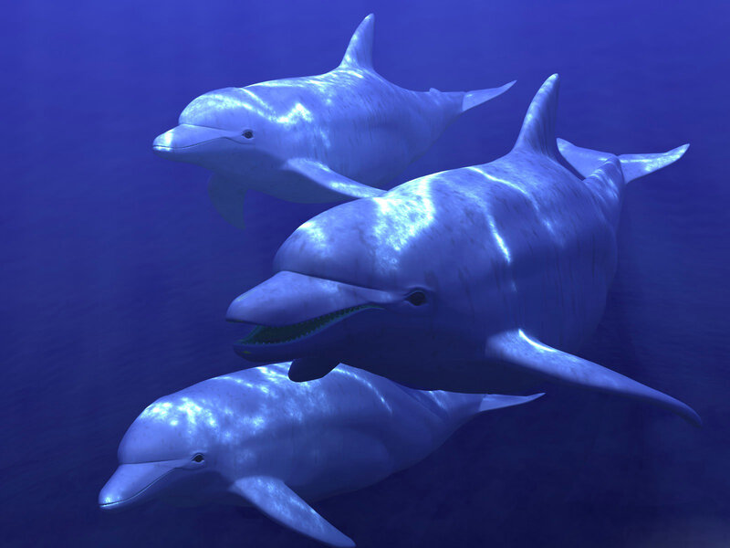 Dolphins swimming underwater