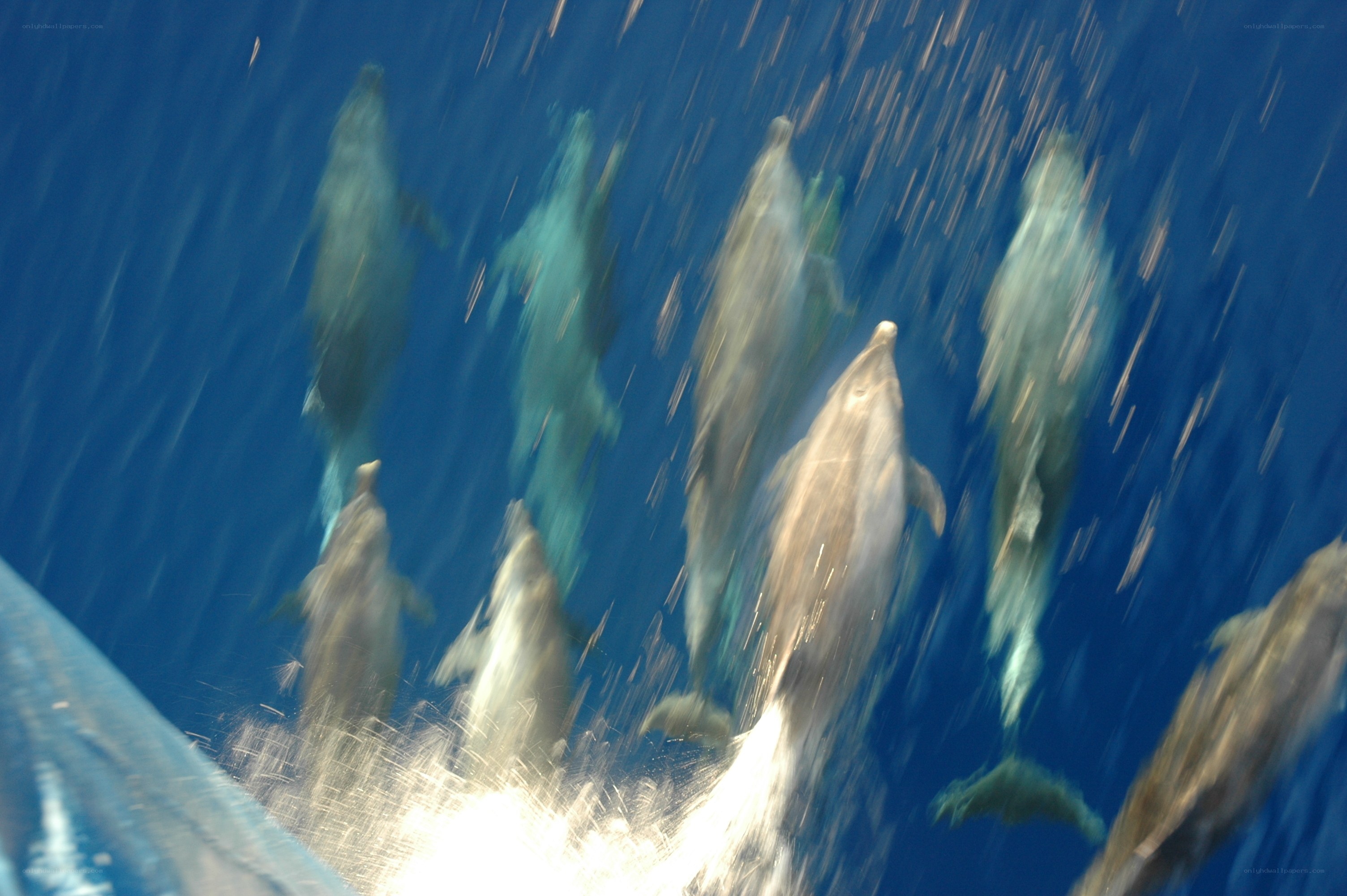 dolphins swimming underwater