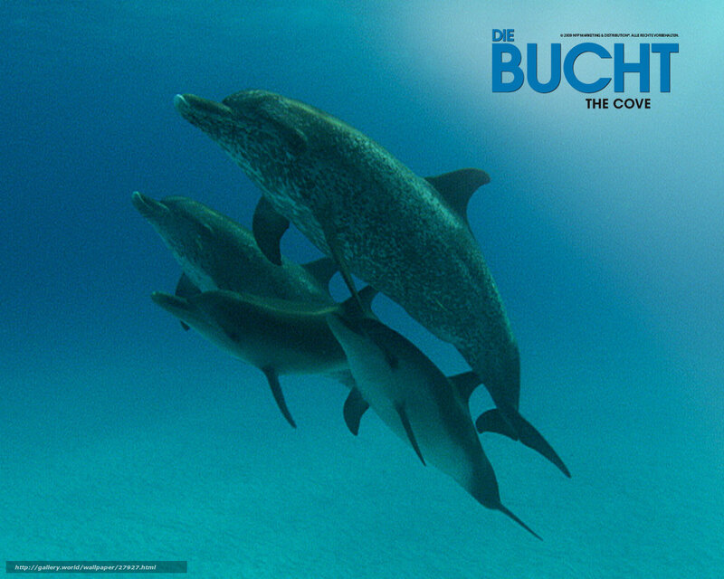 dolphins swimming underwater
