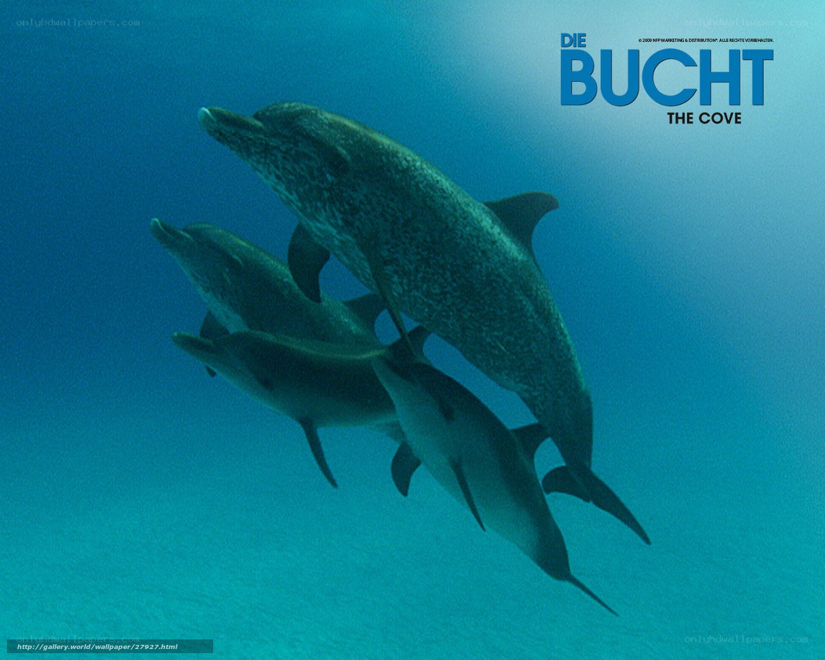 dolphins swimming underwater