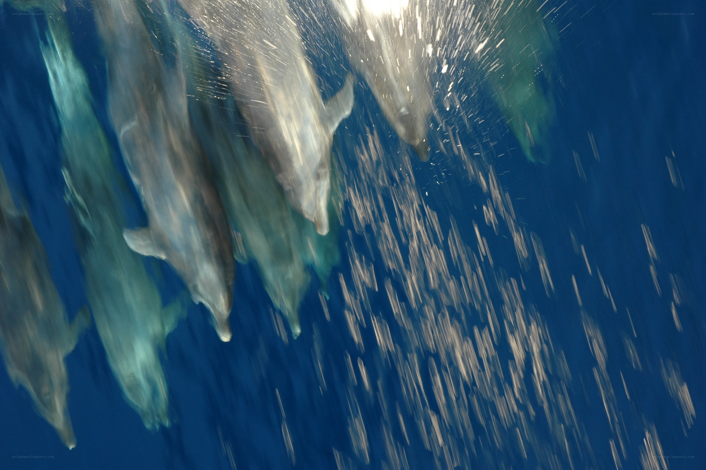 dolphins swimming underwater
