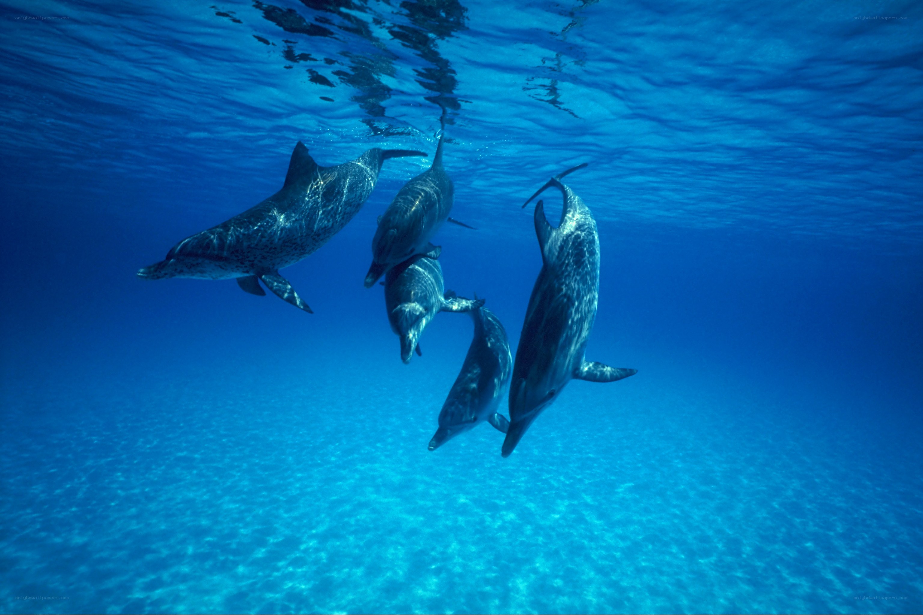 dolphins swimming underwater
