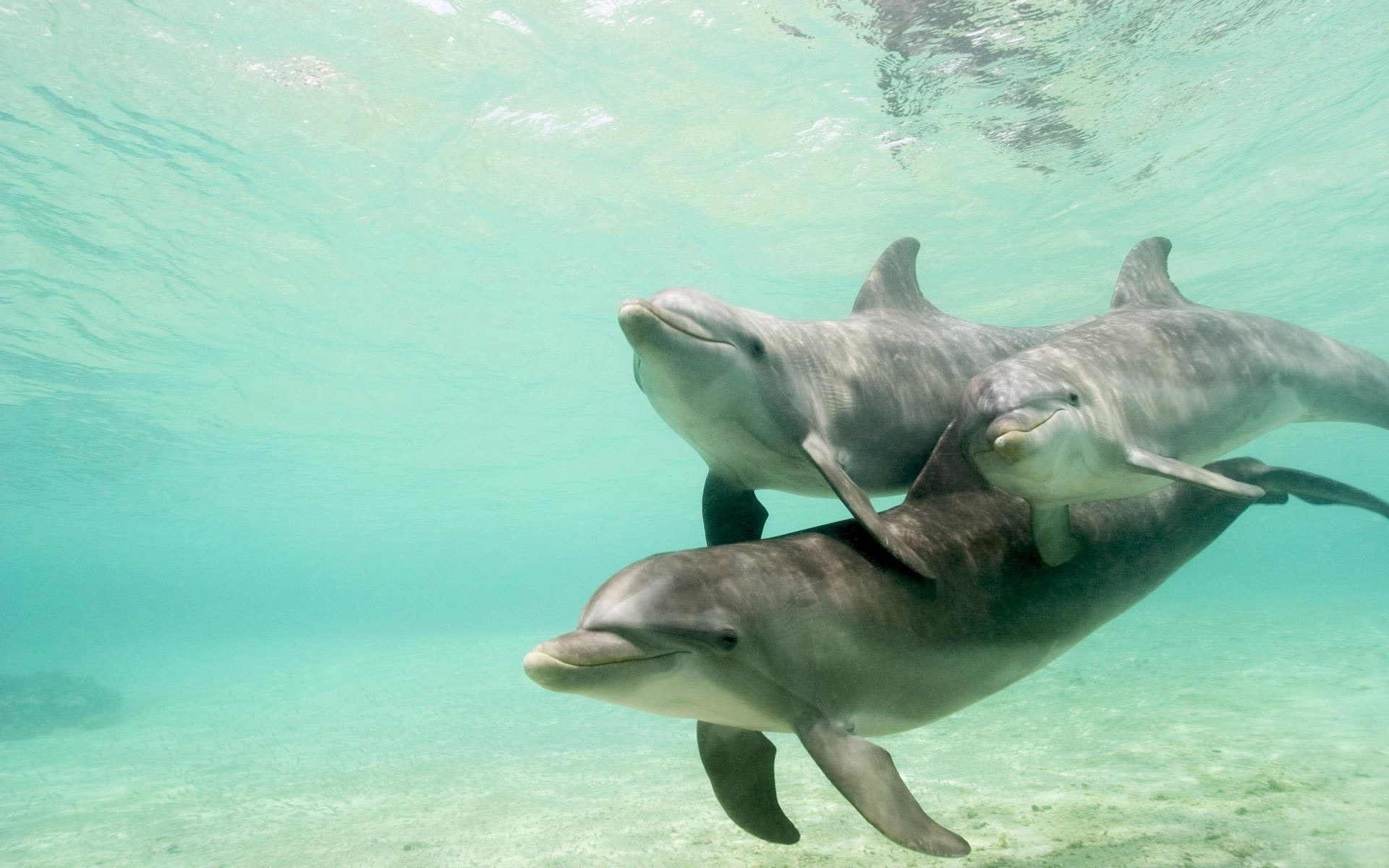 Dolphins swimming underwater