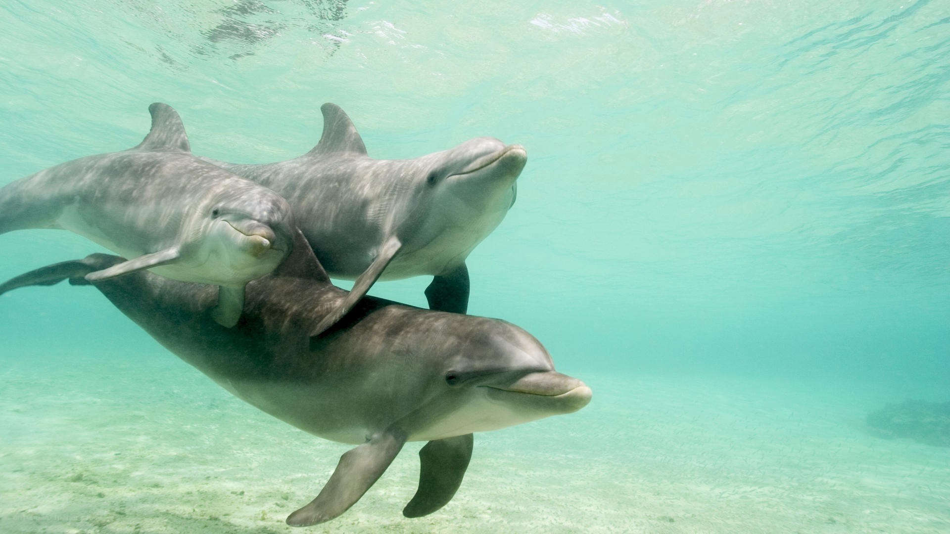 Dolphins swimming underwater