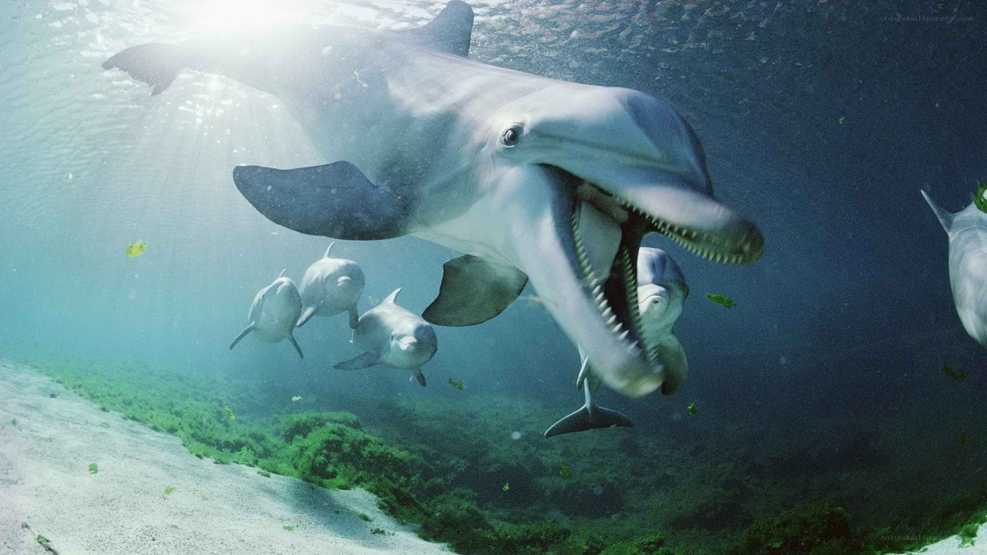 Dolphins swimming underwater