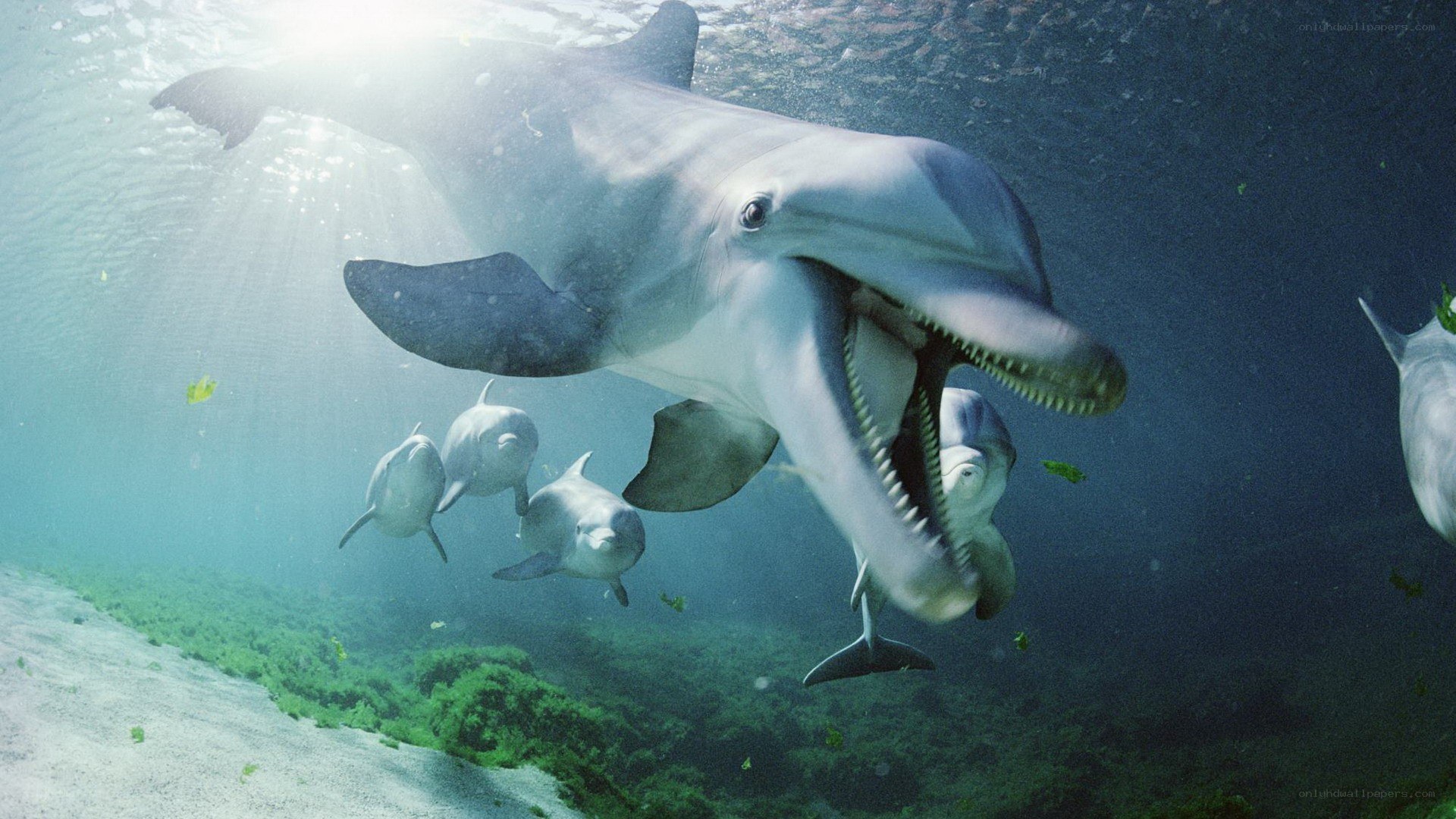 Dolphins swimming underwater