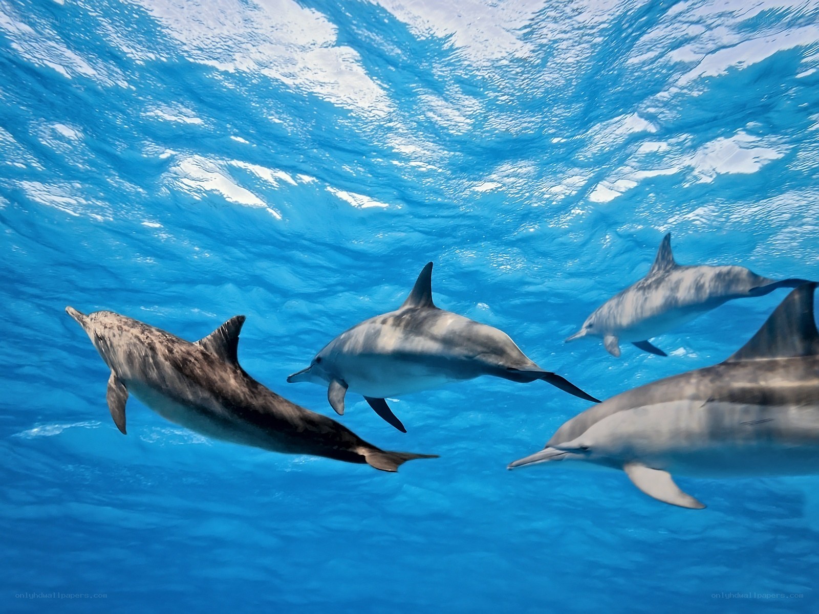 Dolphins swimming underwater