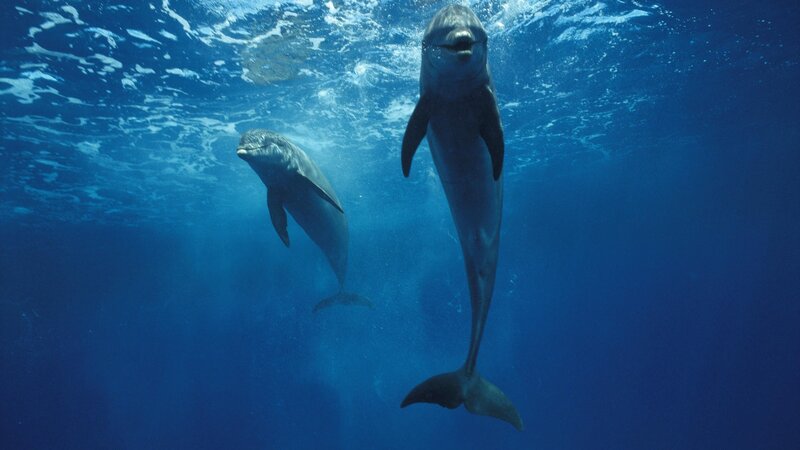 Dolphins swimming underwater