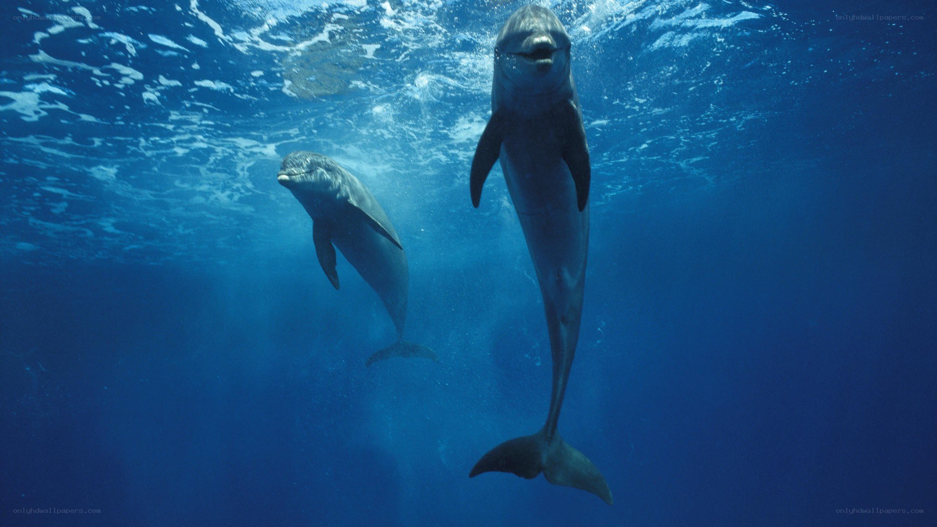 Dolphins swimming underwater