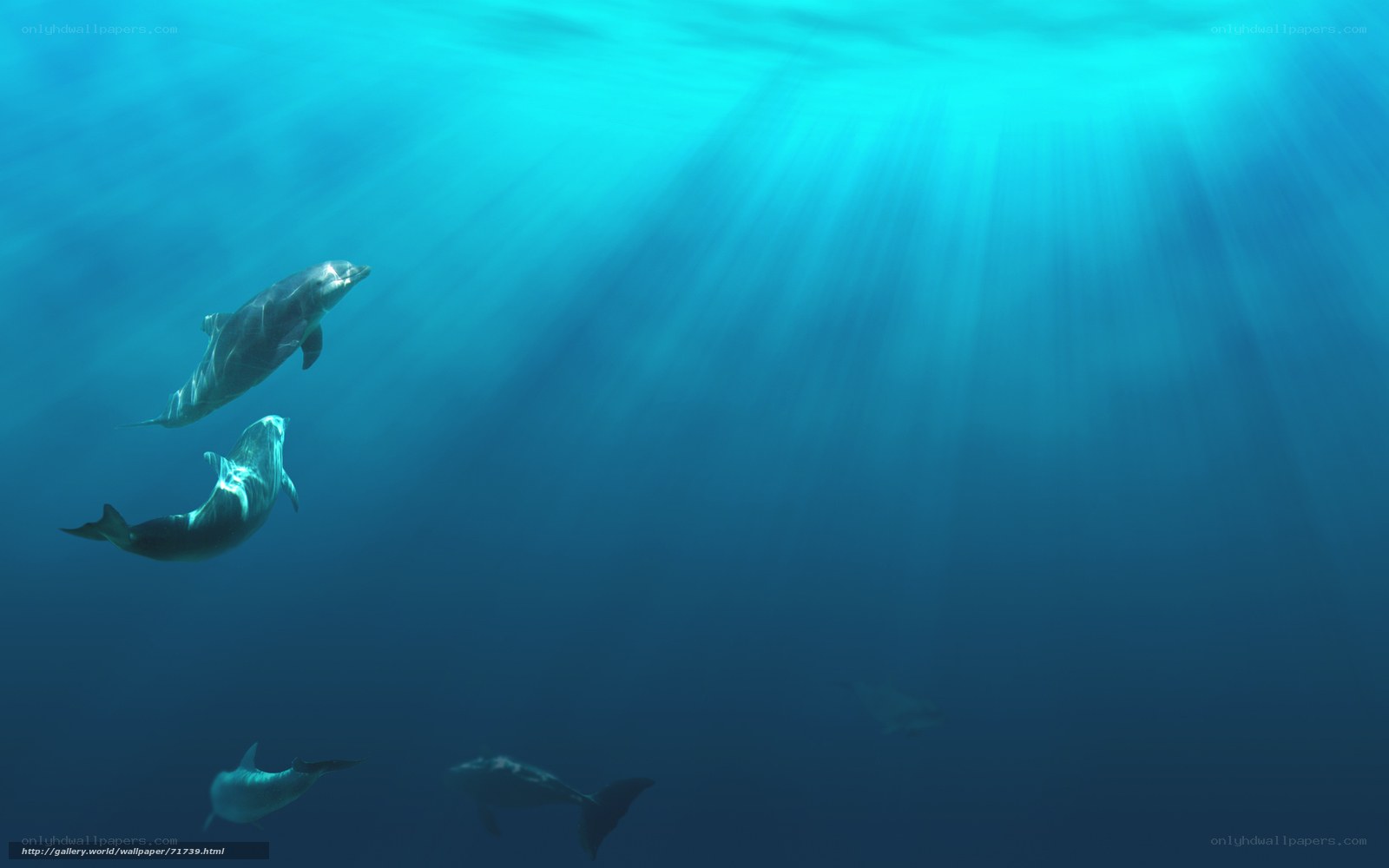 Dolphins swimming underwater