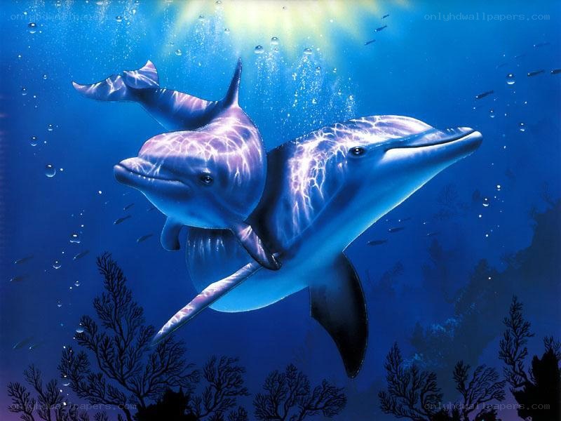 Dolphins swimming underwater