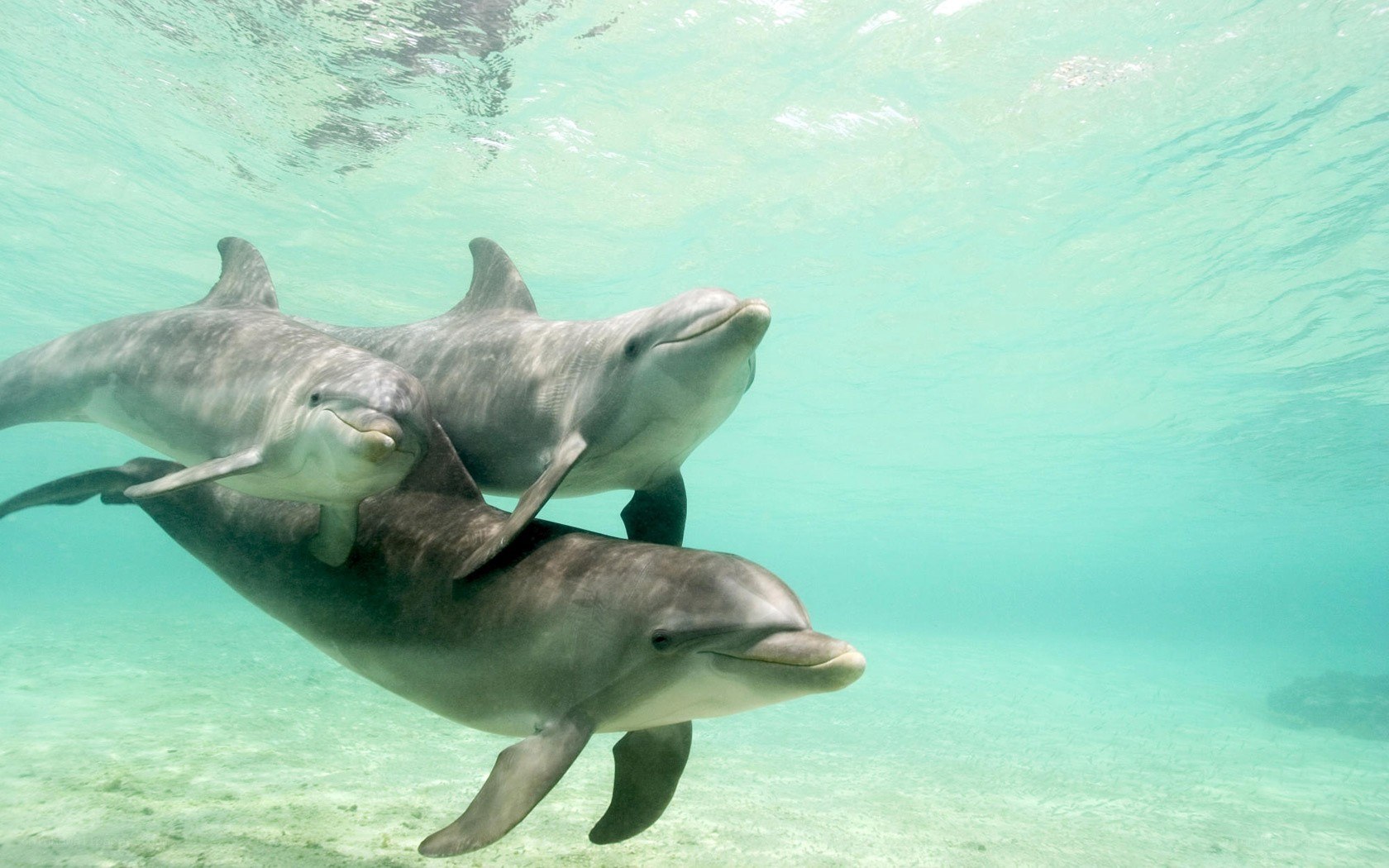 Dolphins swimming underwater
