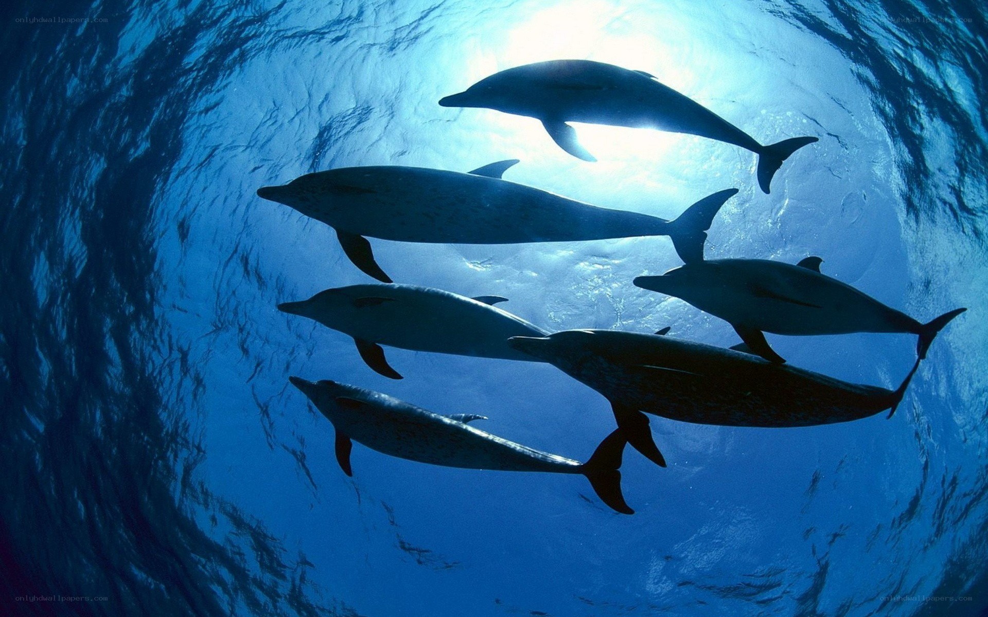 dolphins swimming underwater