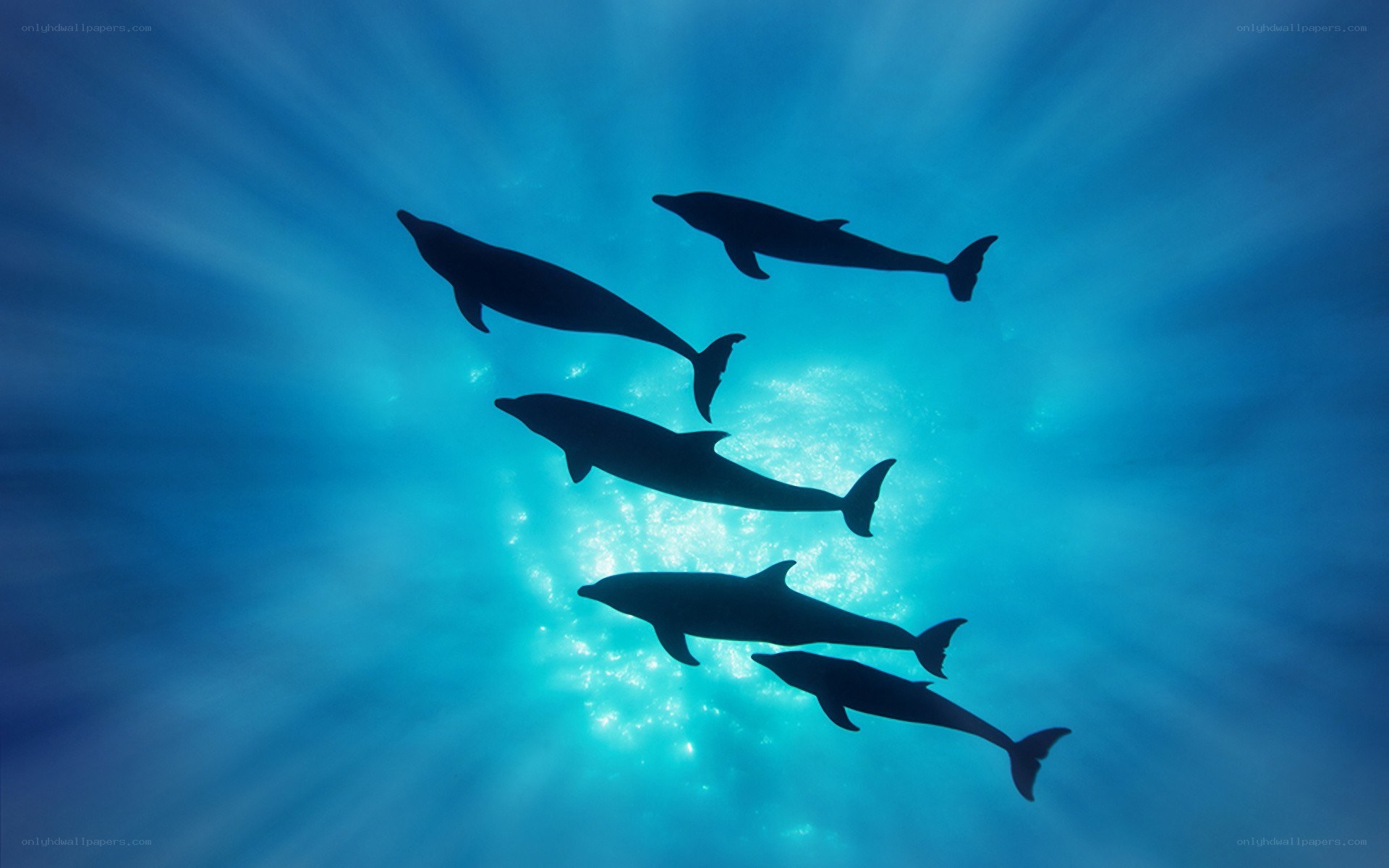 dolphins swimming underwater