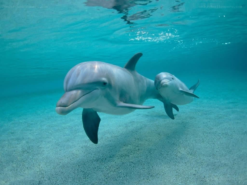 Dolphins swimming underwater