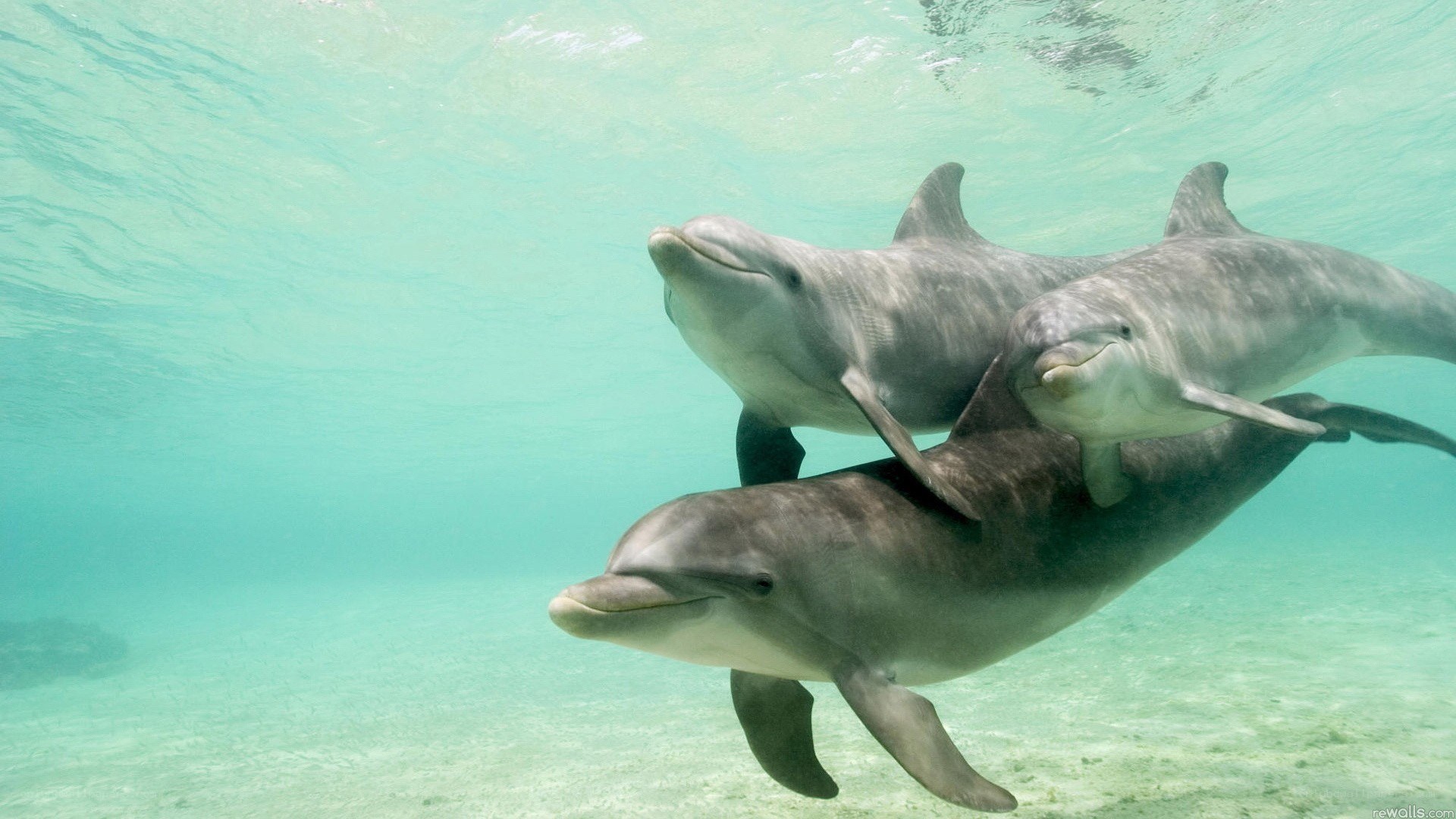 Dolphins swimming underwater
