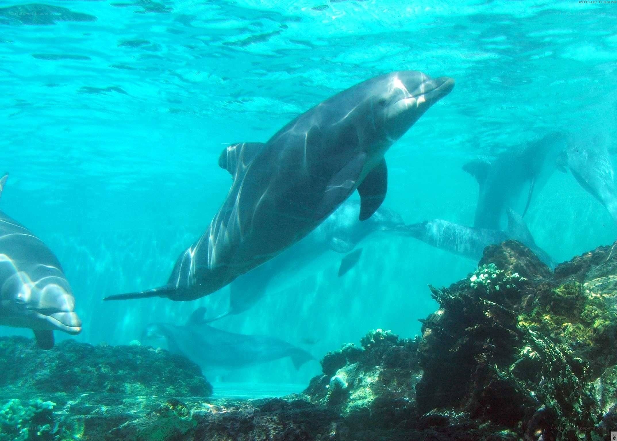 Dolphins swimming underwater
