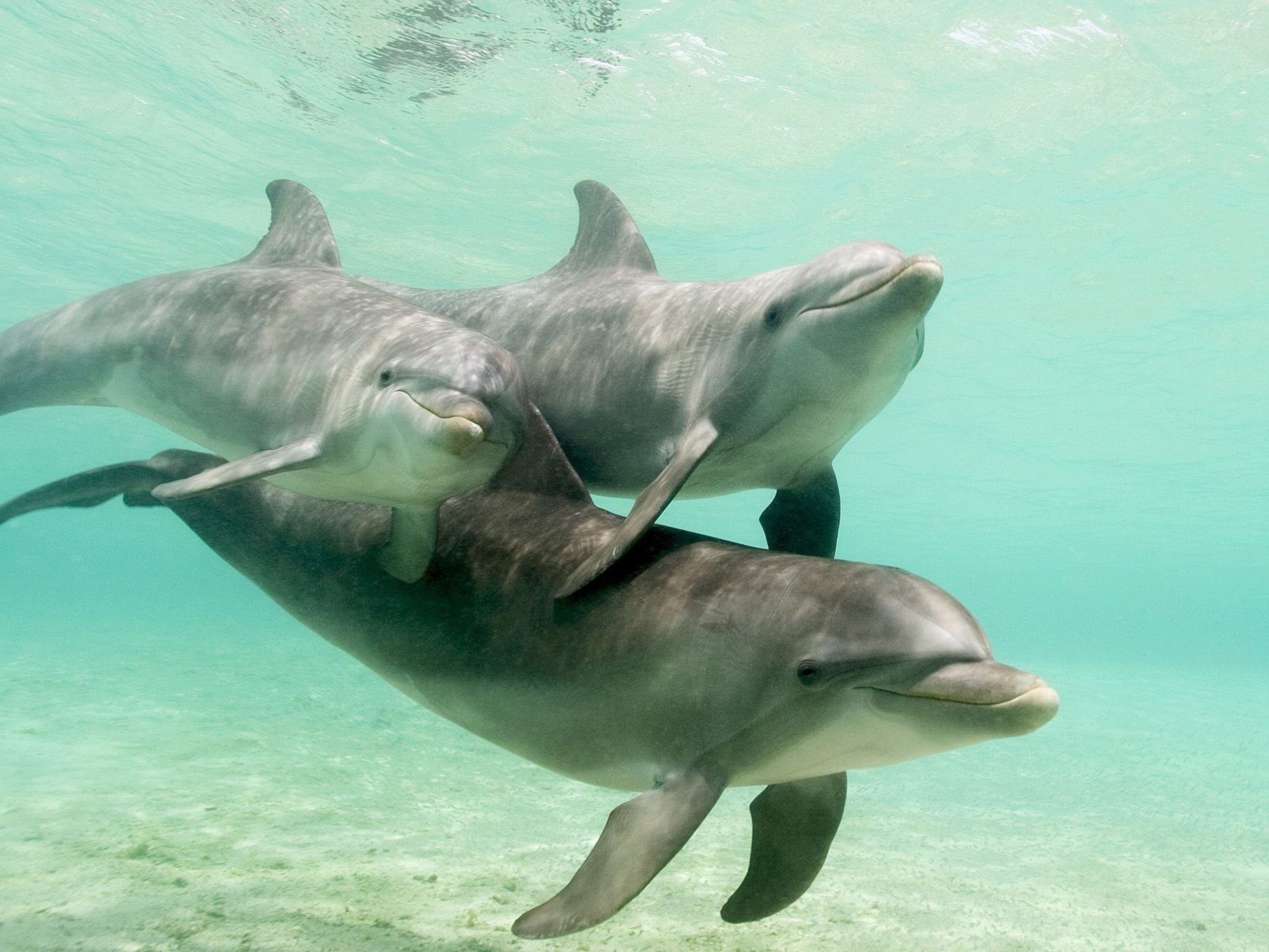 Dolphins swimming underwater