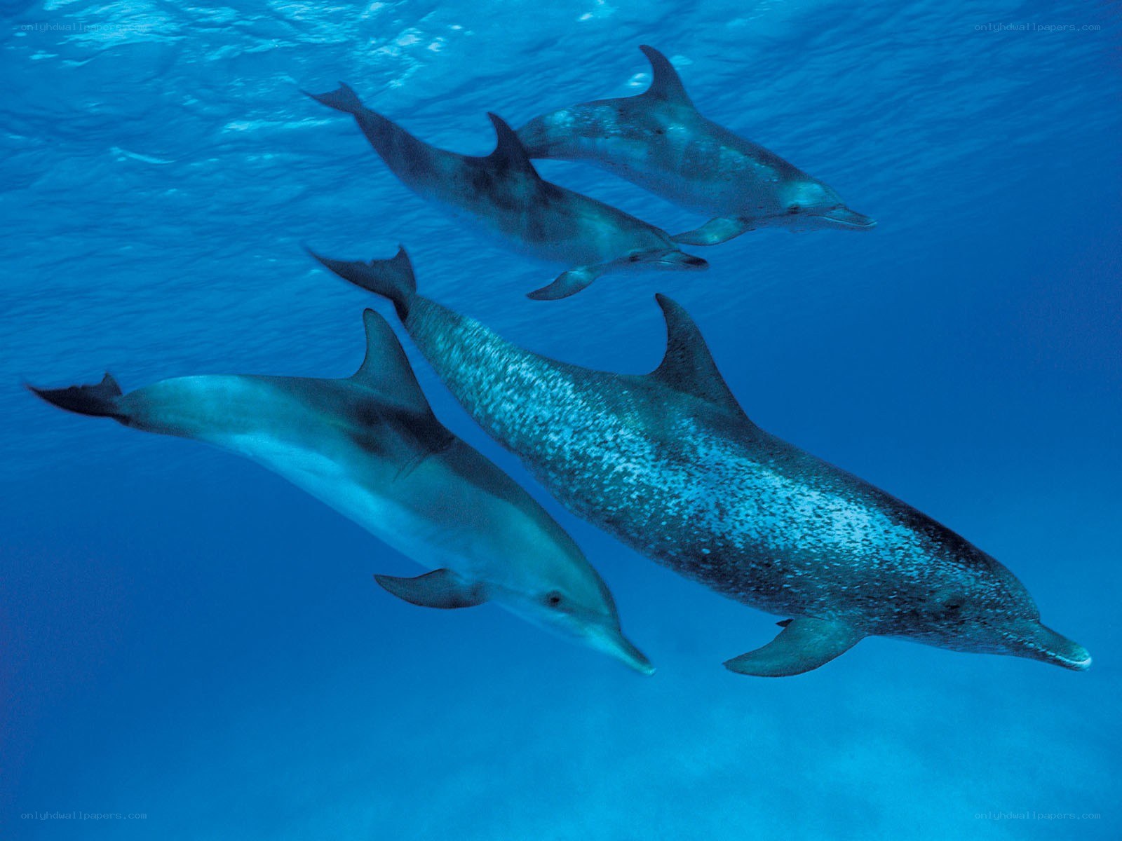 dolphins swimming underwater