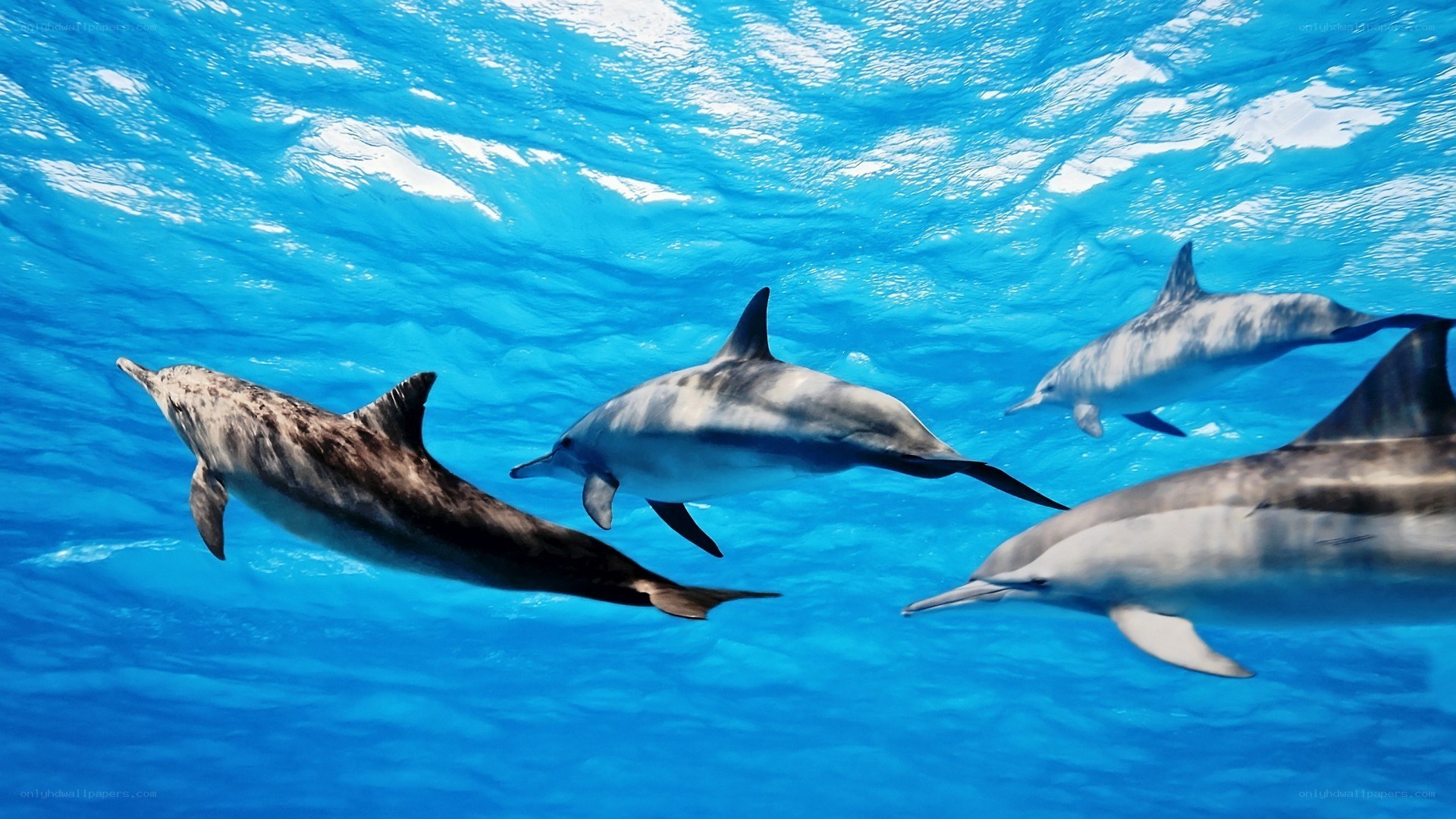 dolphins swimming underwater