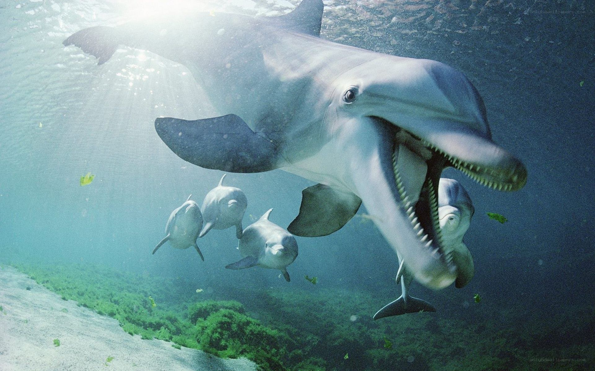 Dolphins swimming underwater