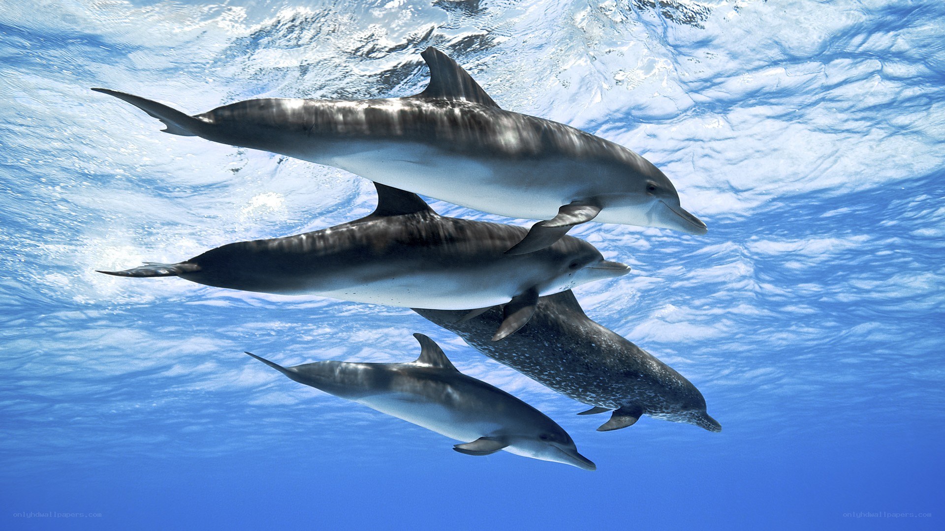 dolphins swimming underwater