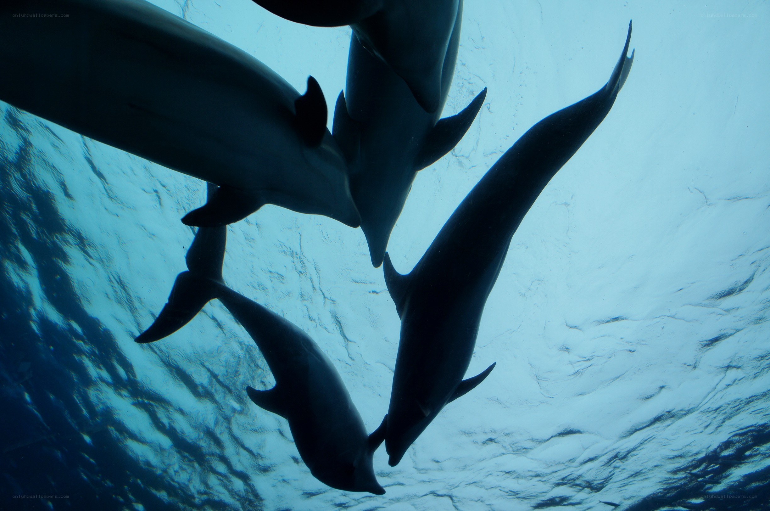 dolphins swimming underwater