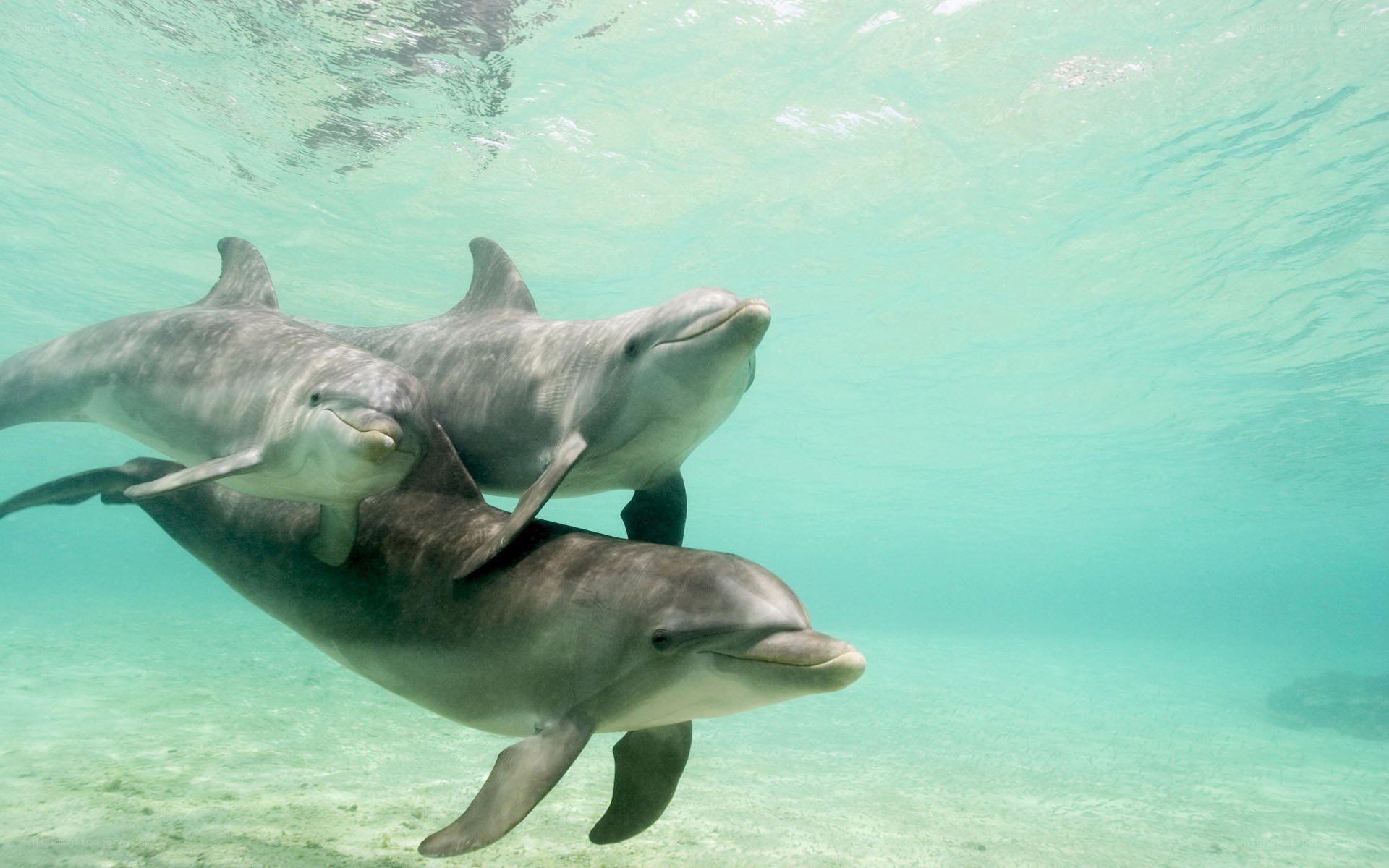 Dolphins swimming underwater