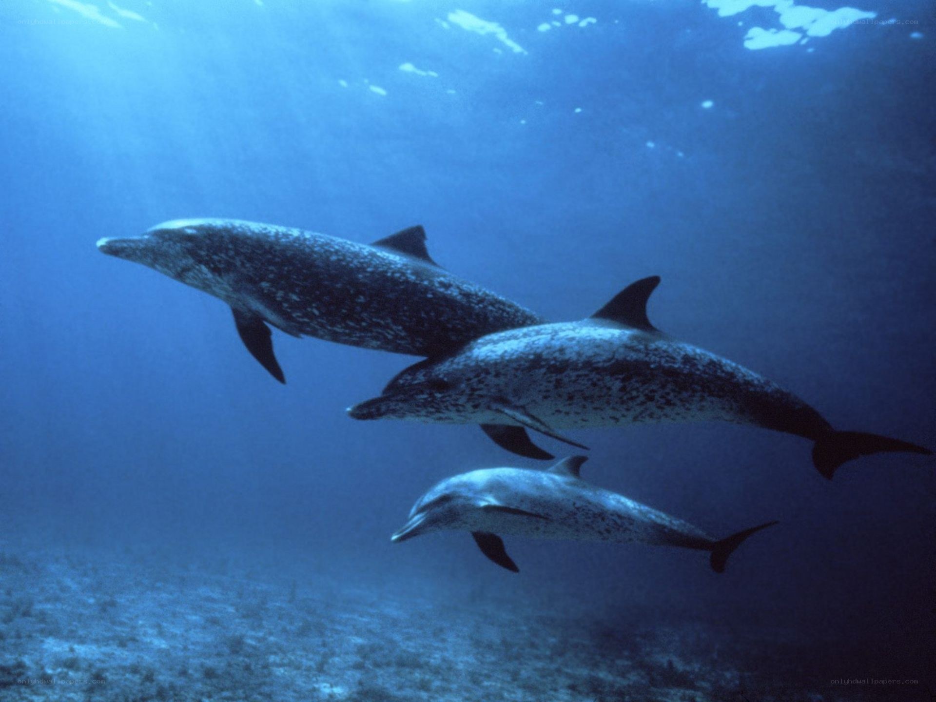 Dolphins swimming underwater