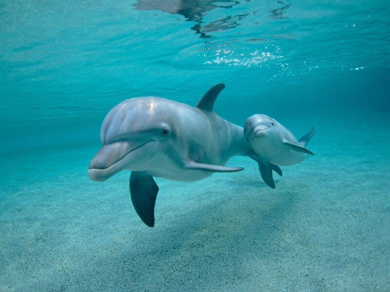 Dolphins swimming underwater