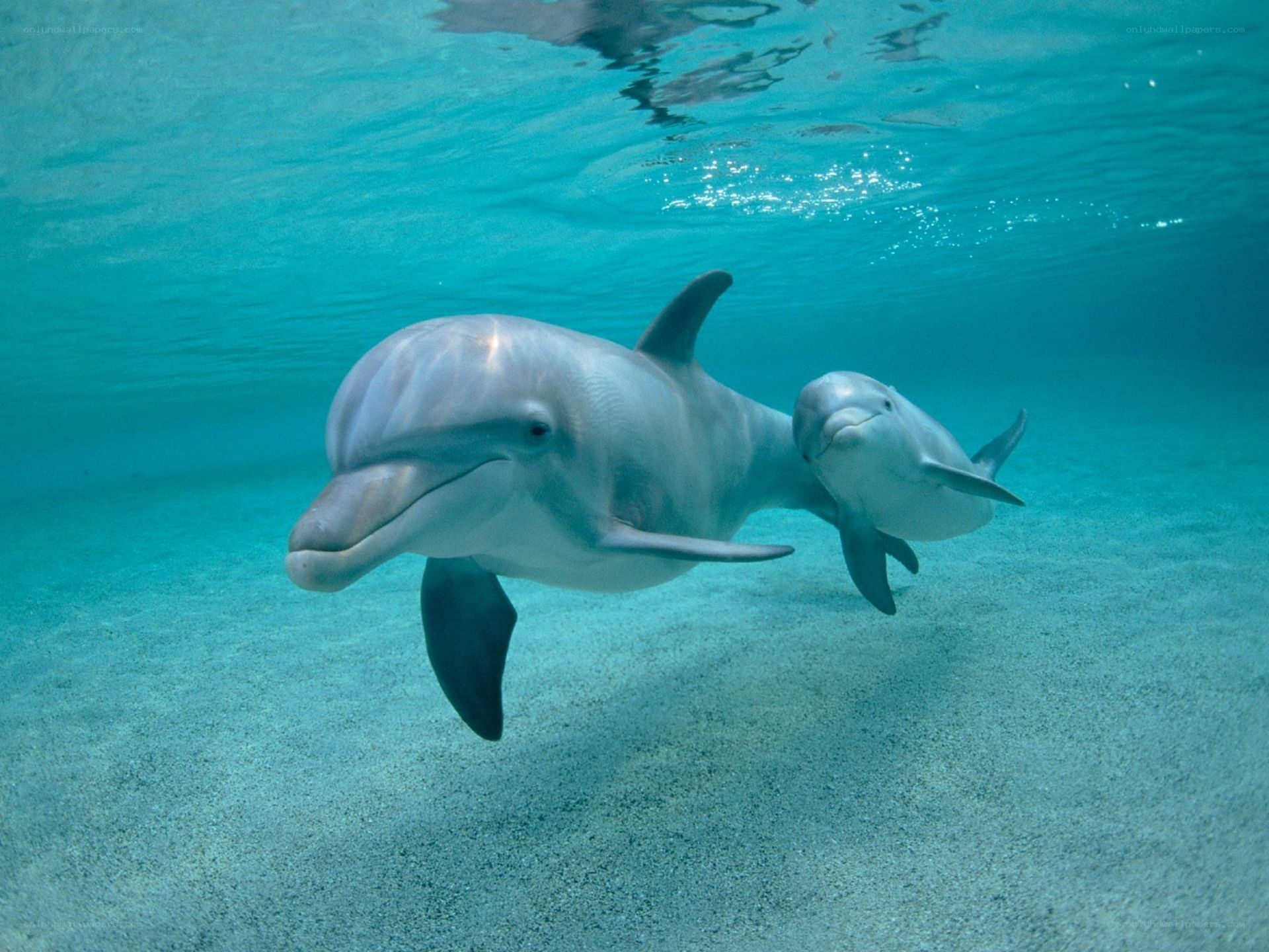 Dolphins swimming underwater