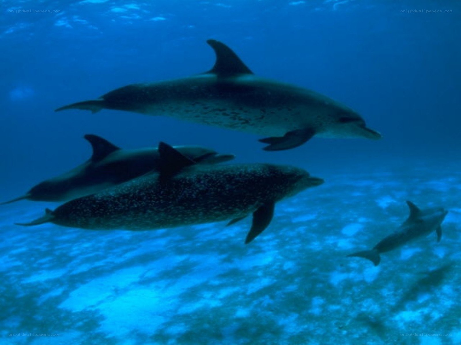 Dolphins swimming underwater