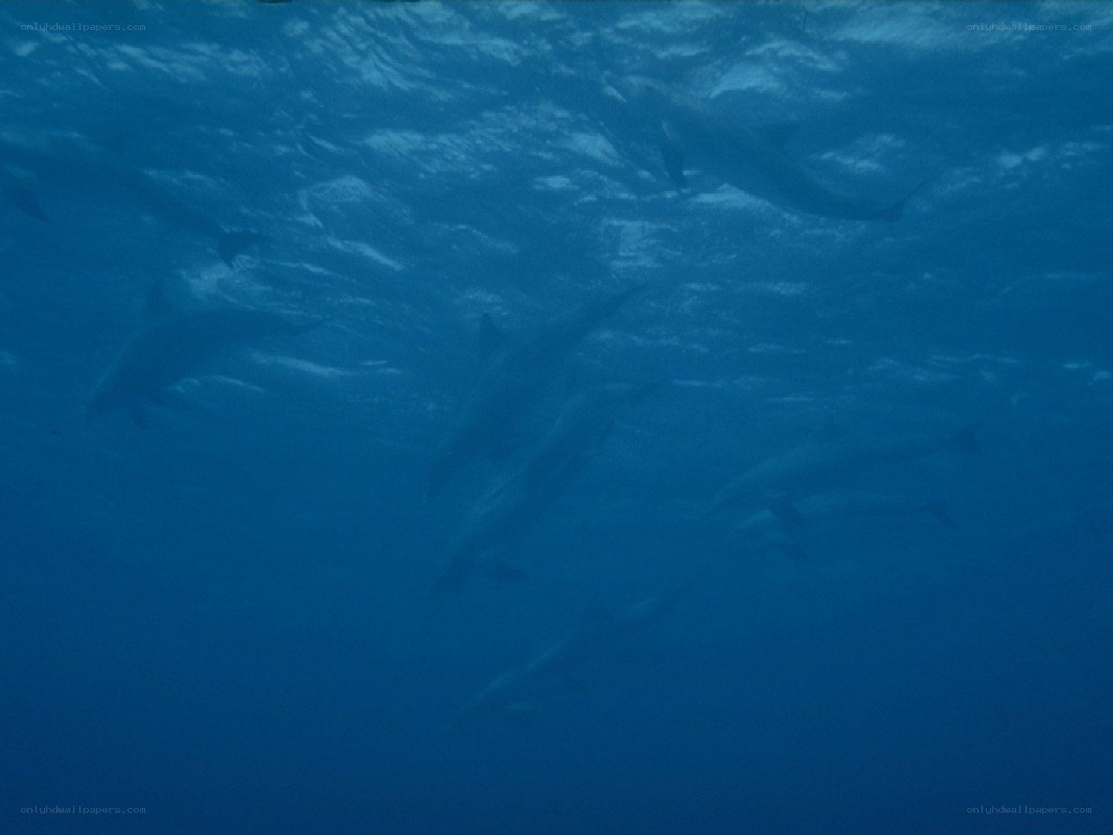 Dolphins swimming underwater