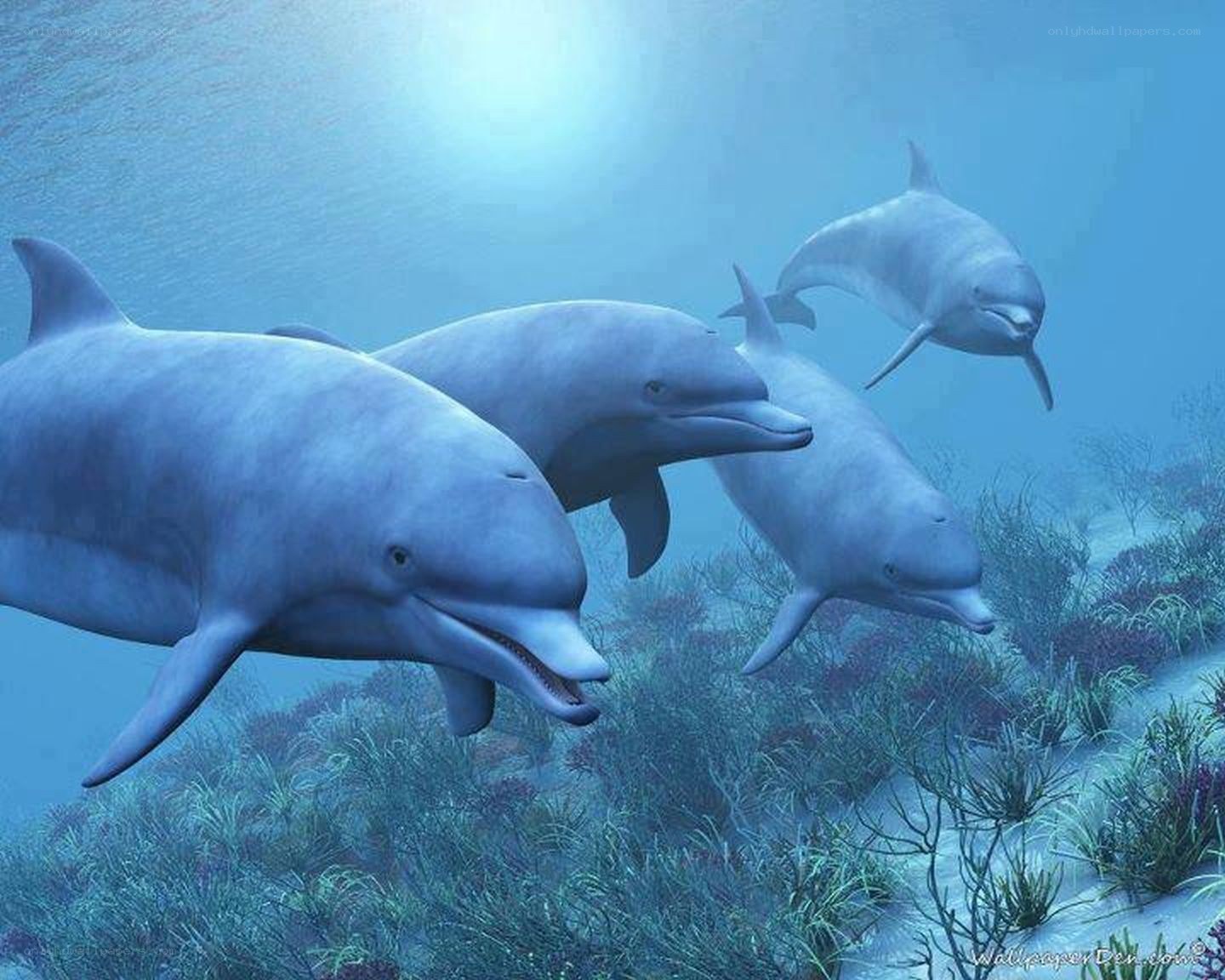 Dolphins swimming underwater