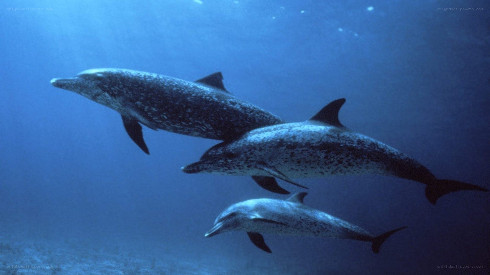 dolphins swimming underwater